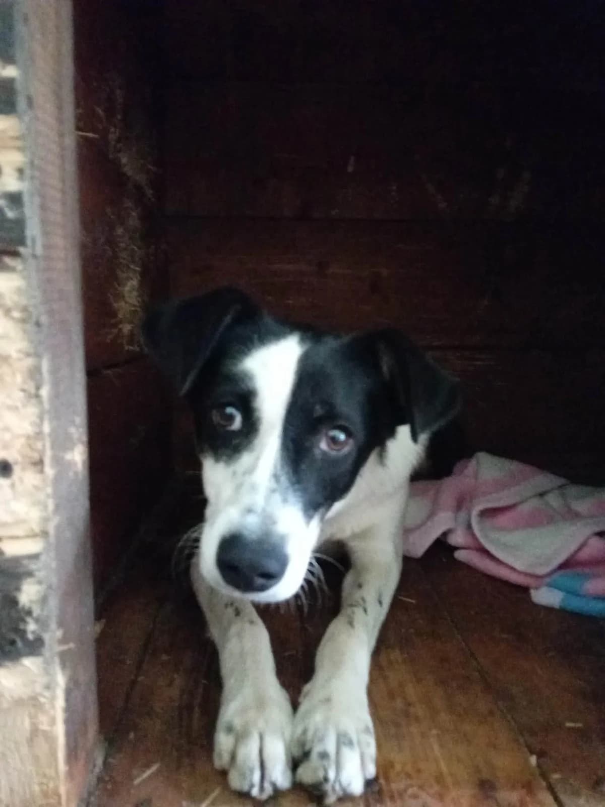TASSO, Mixed Breed (Schronisko dla Zwierząt w Gnieźnie)