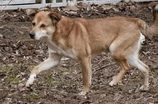 BOLEK, Mixed Breed (Schronisko dla Zwierząt w Gnieźnie)