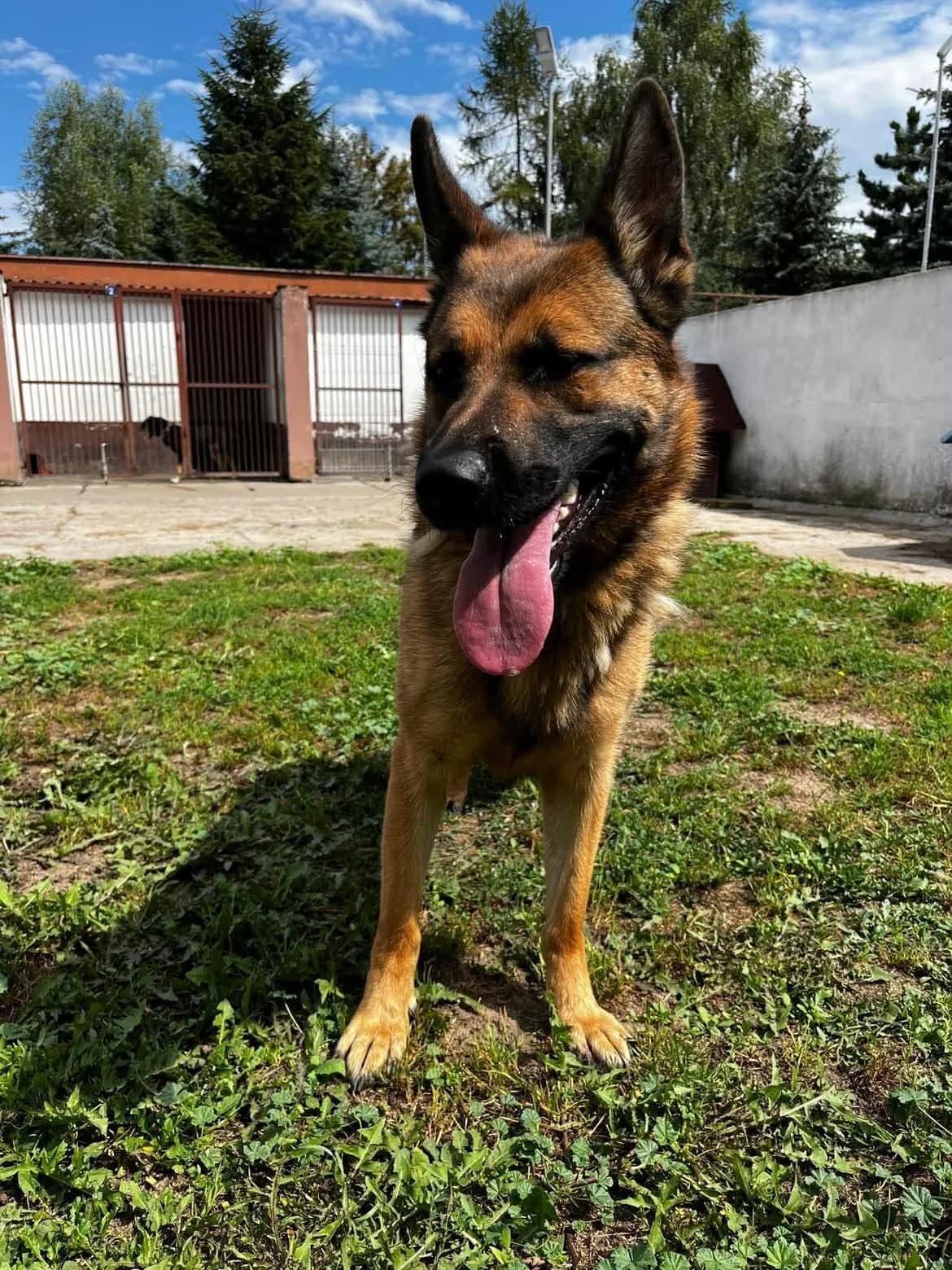 FAZA, male Mixed Breed for adoption at Schronisko dla Zwierząt w Gnieźnie, Gniezno