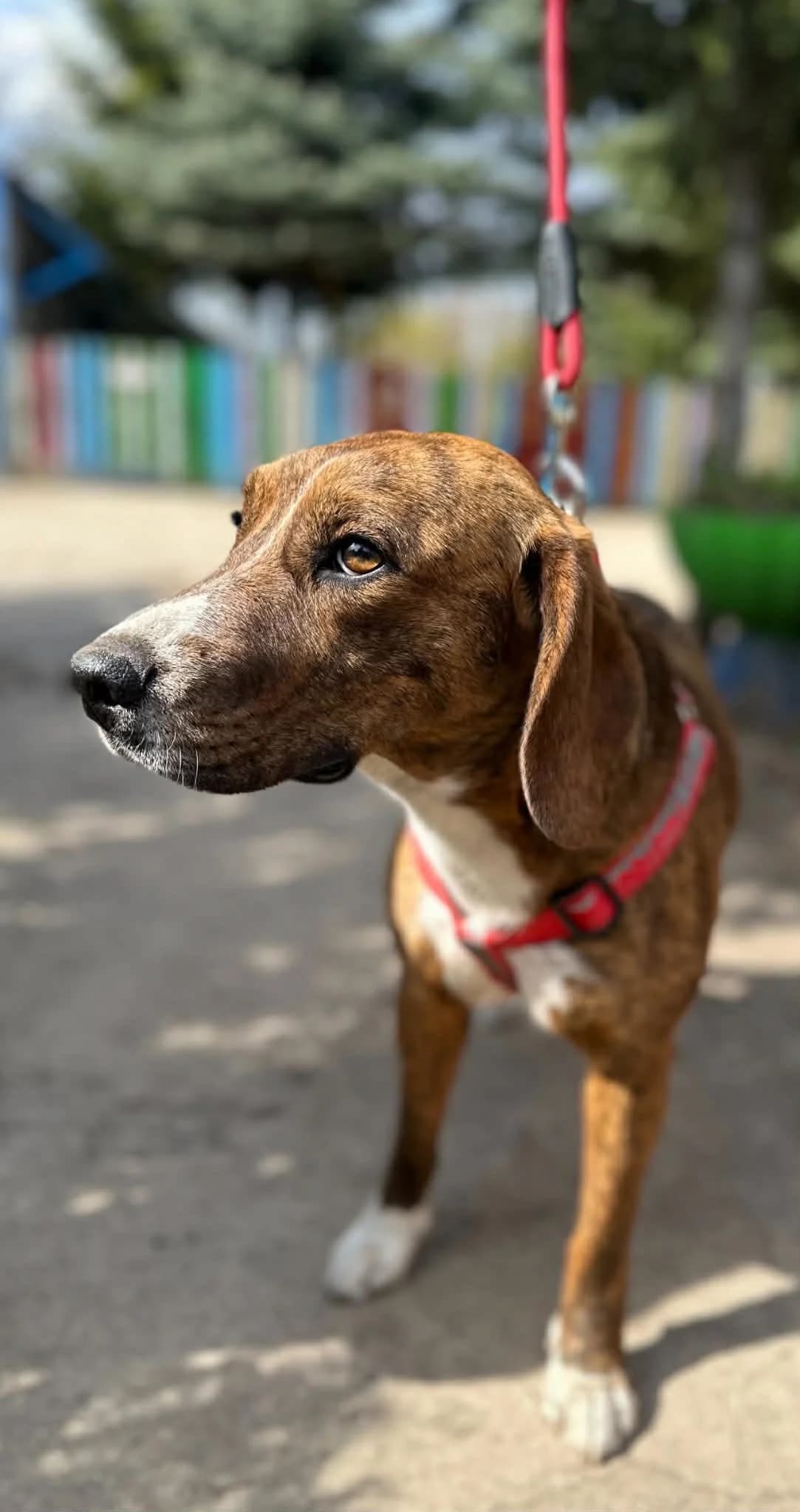 ARIEL, Mixed Breed (Schronisko dla Zwierząt w Gnieźnie)