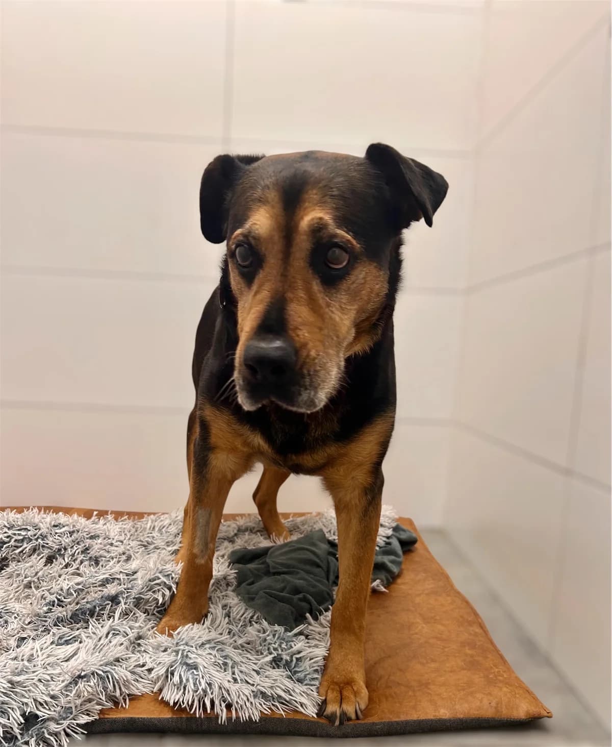 ROTA, Mixed Breed (Schronisko dla Zwierząt w Gnieźnie)