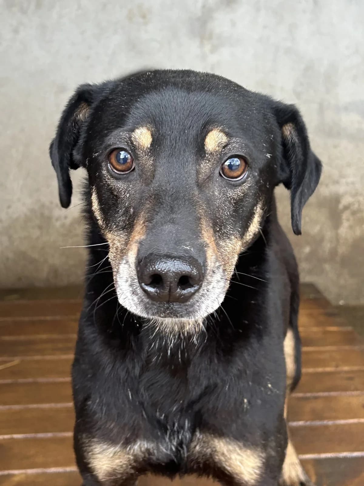 TIKO, Mixed Breed (Schronisko dla Zwierząt w Gnieźnie)