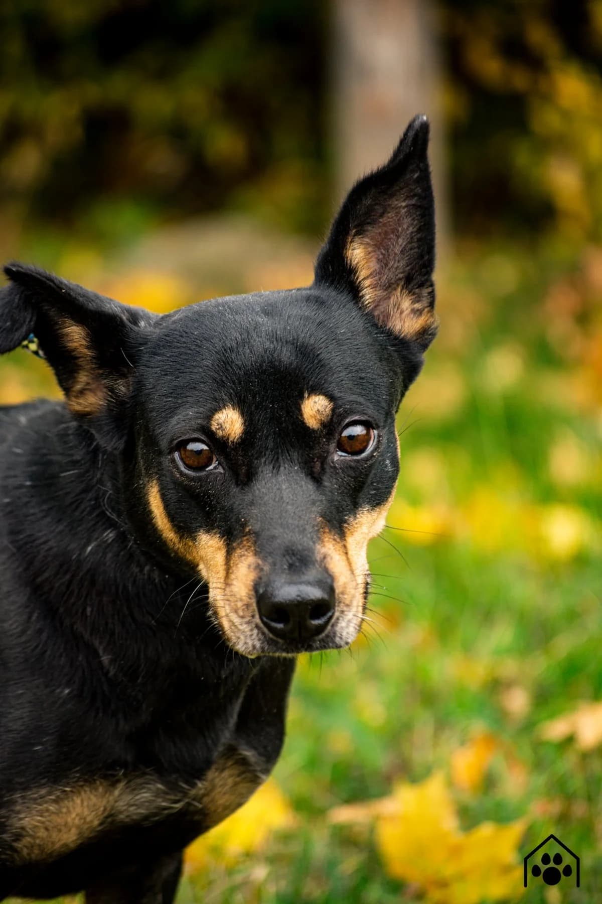MARYSIA, Mixed Breed (Schronisko dla Zwierząt w Gnieźnie)