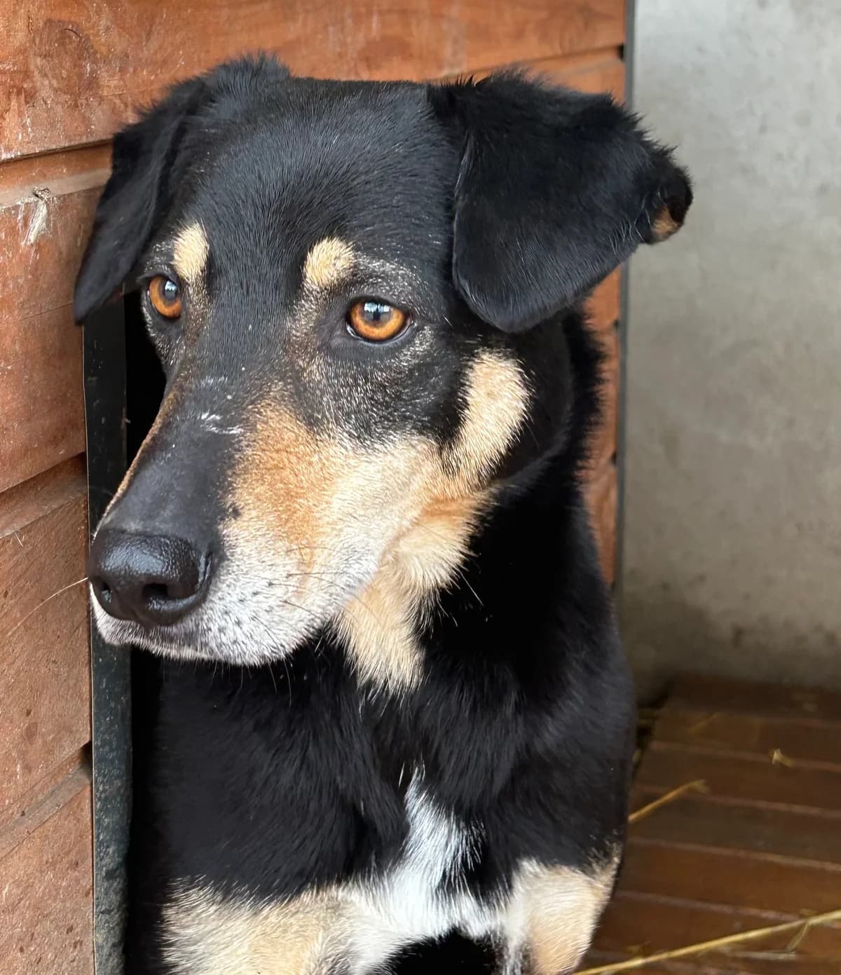 AZOREK, Mixed Breed (Schronisko dla Zwierząt w Gnieźnie)