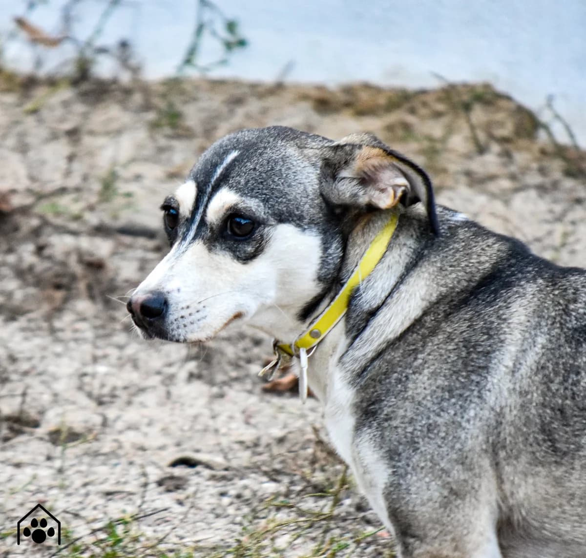 FREAK, Mixed Breed (Schronisko dla Zwierząt w Gnieźnie)