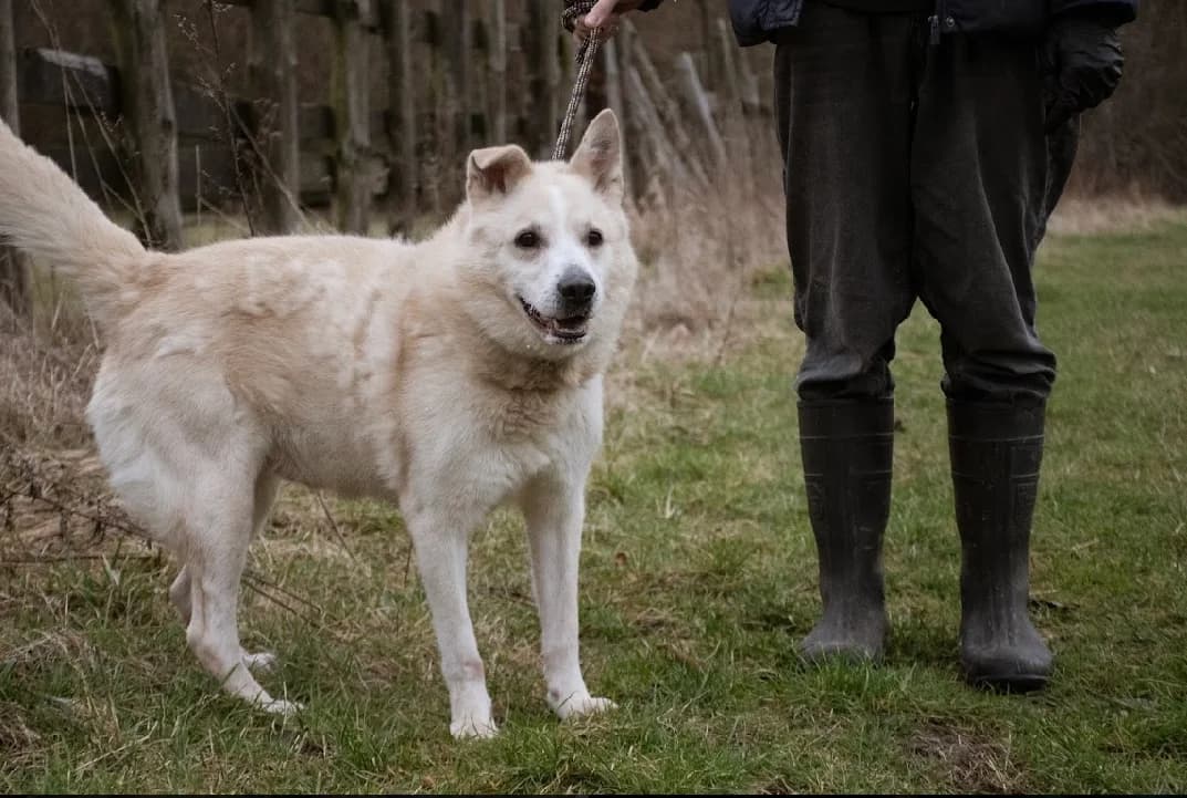 REX, Mixed Breed (Schronisko dla Zwierząt w Gnieźnie)