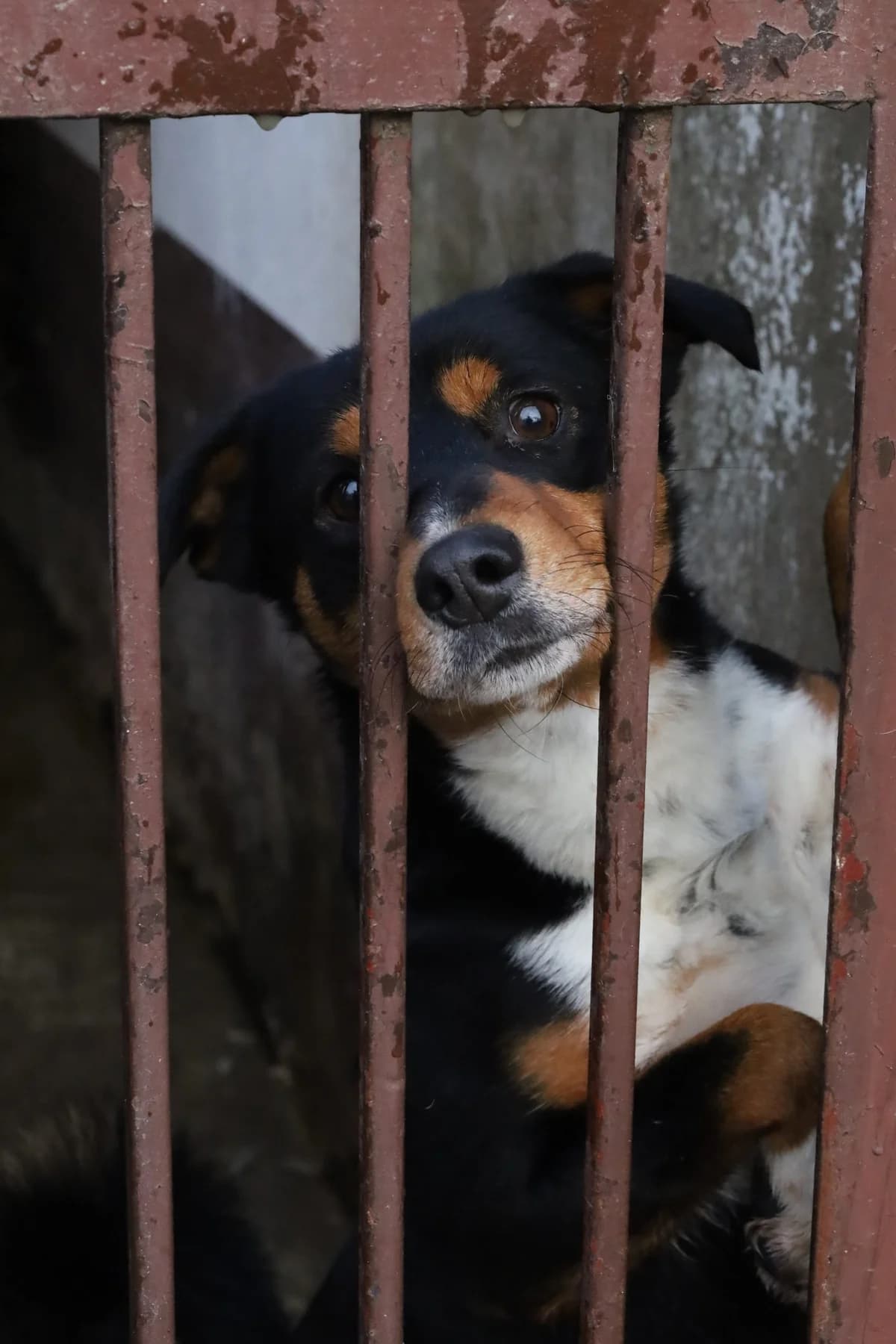 WITEK, Mixed Breed (Schronisko dla Zwierząt w Gnieźnie)