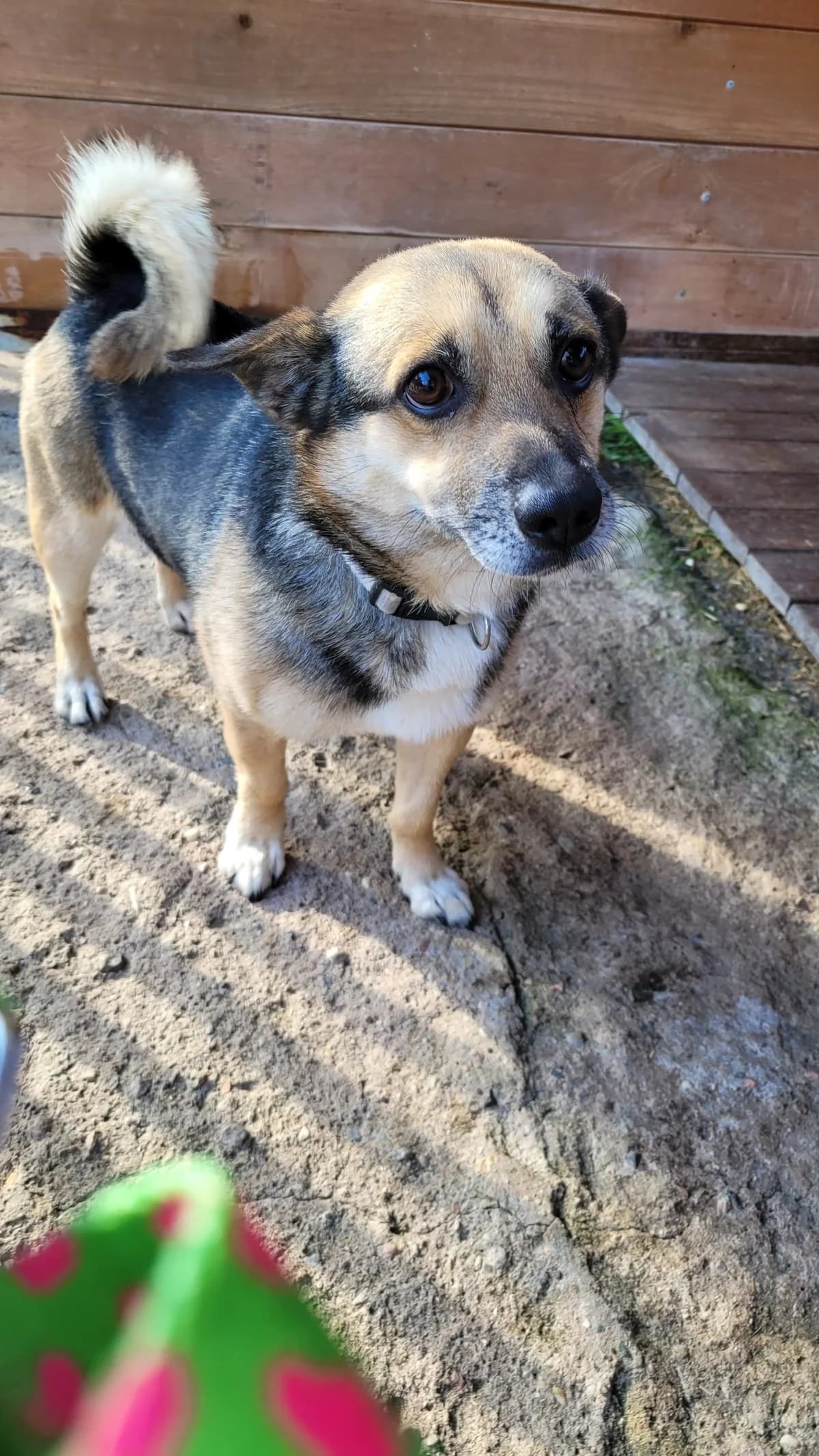 ROKI, Mixed Breed (Schronisko dla Zwierząt w Gnieźnie)