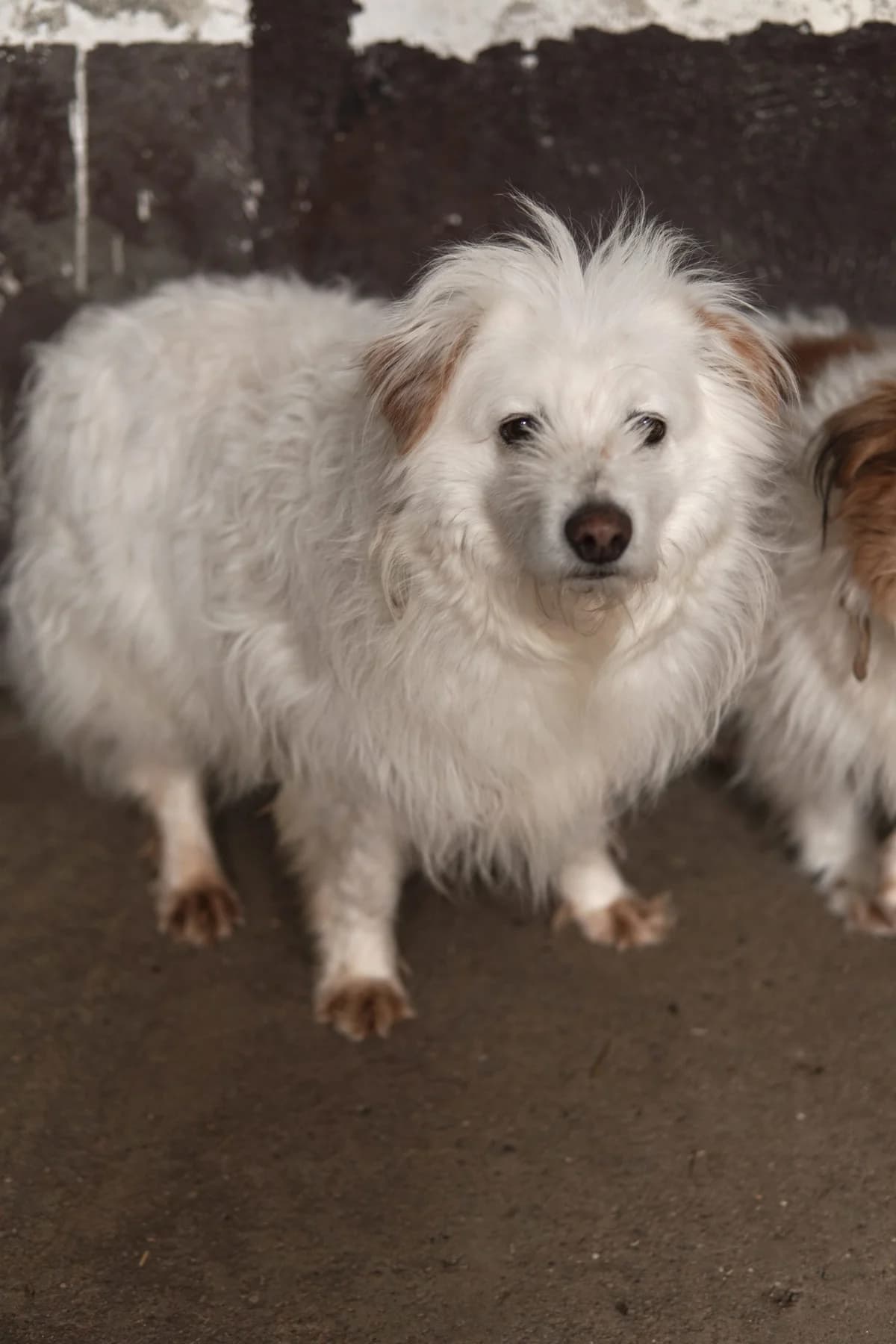 CHUDY, Mixed Breed (Schronisko dla Zwierząt w Gnieźnie)