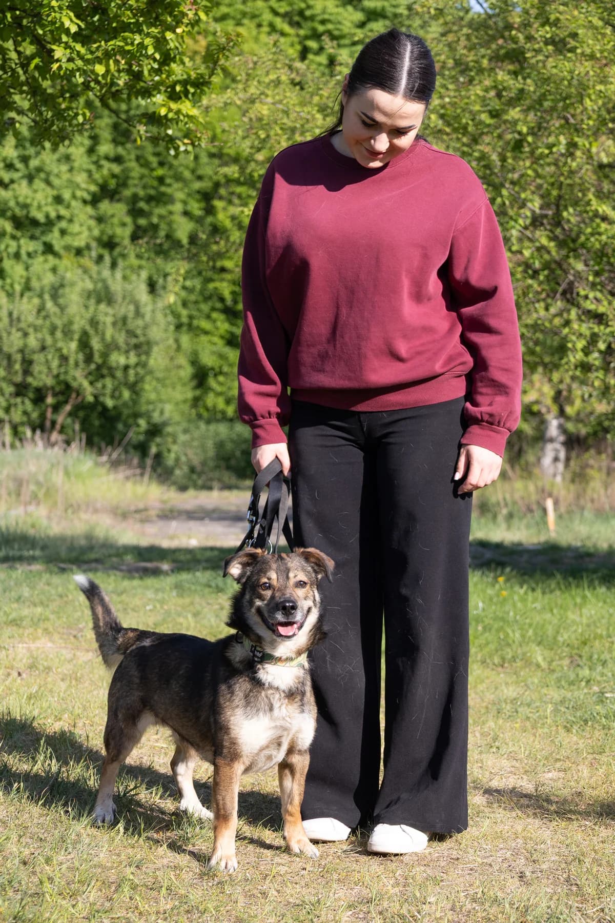 PHILL, Mixed Breed (Schronisko dla Zwierząt w Gnieźnie)