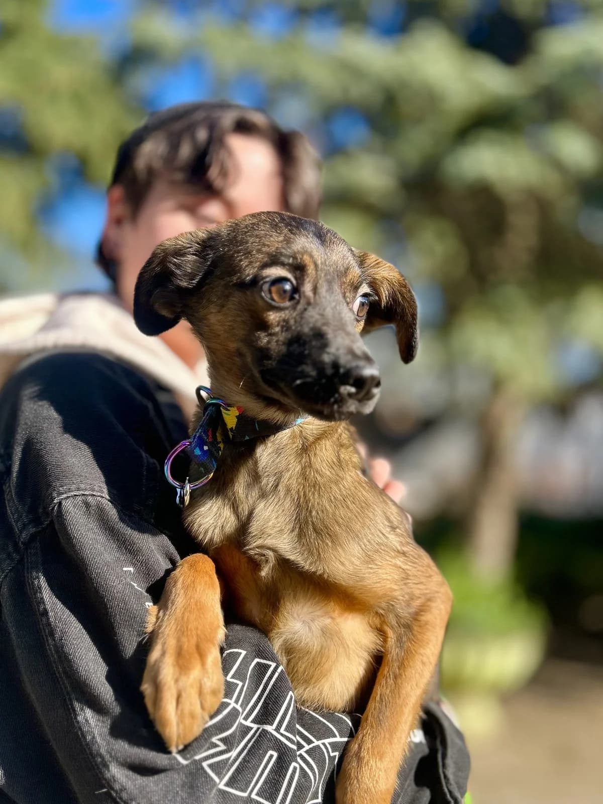 ZIBI, Mixed Breed (Schronisko dla Zwierząt w Gnieźnie)