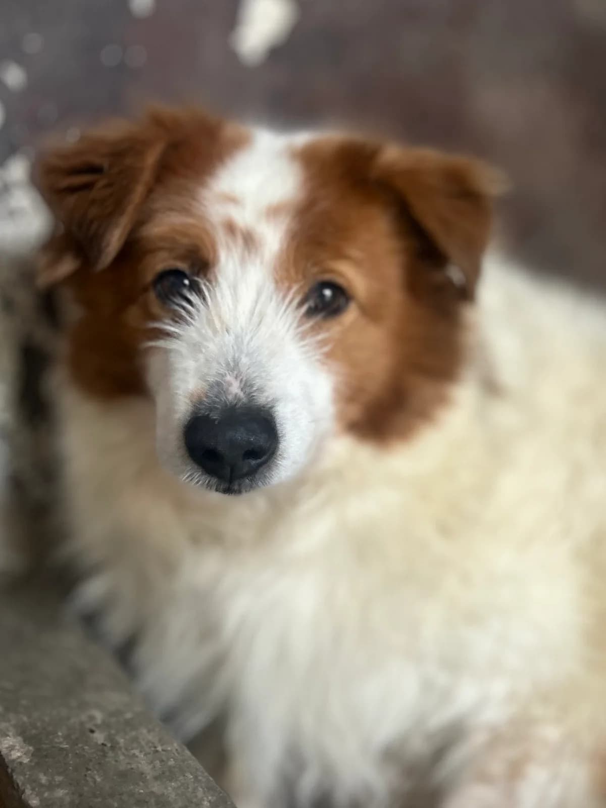 JUNIOR, Mixed Breed (Schronisko dla Zwierząt w Gnieźnie)