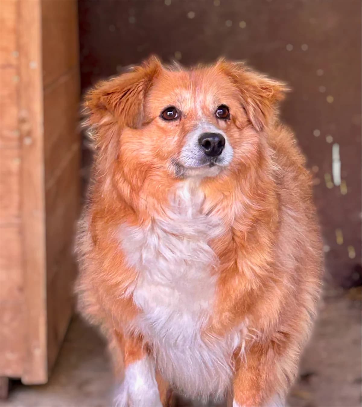 SASHA, Mixed Breed (Schronisko dla Zwierząt w Gnieźnie)