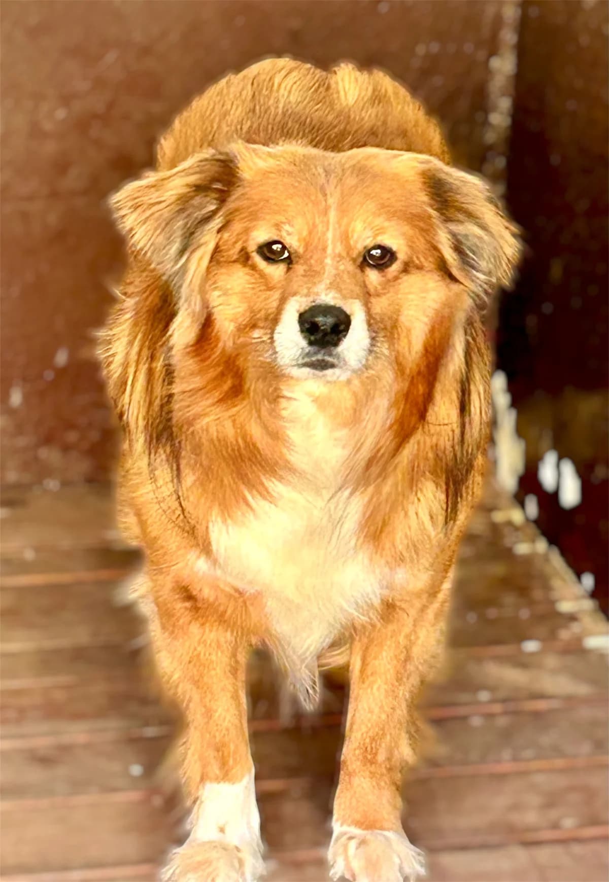 SHADOW, Mixed Breed (Schronisko dla Zwierząt w Gnieźnie)
