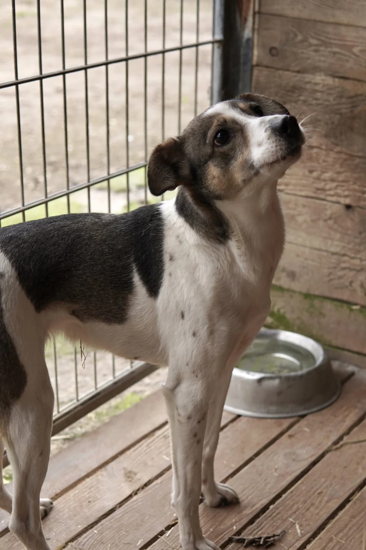 ANGEL, Mixed Breed (Schronisko dla Zwierząt w Gnieźnie)