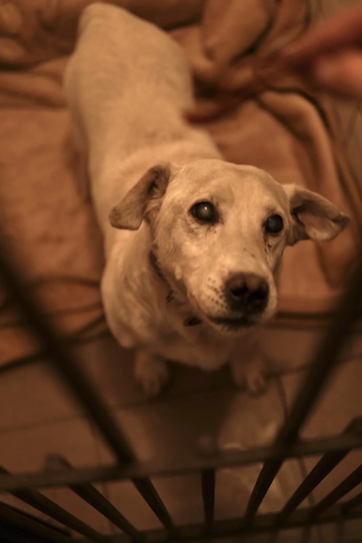 DAREDEVIL, Mixed Breed (Schronisko dla Zwierząt w Gnieźnie)