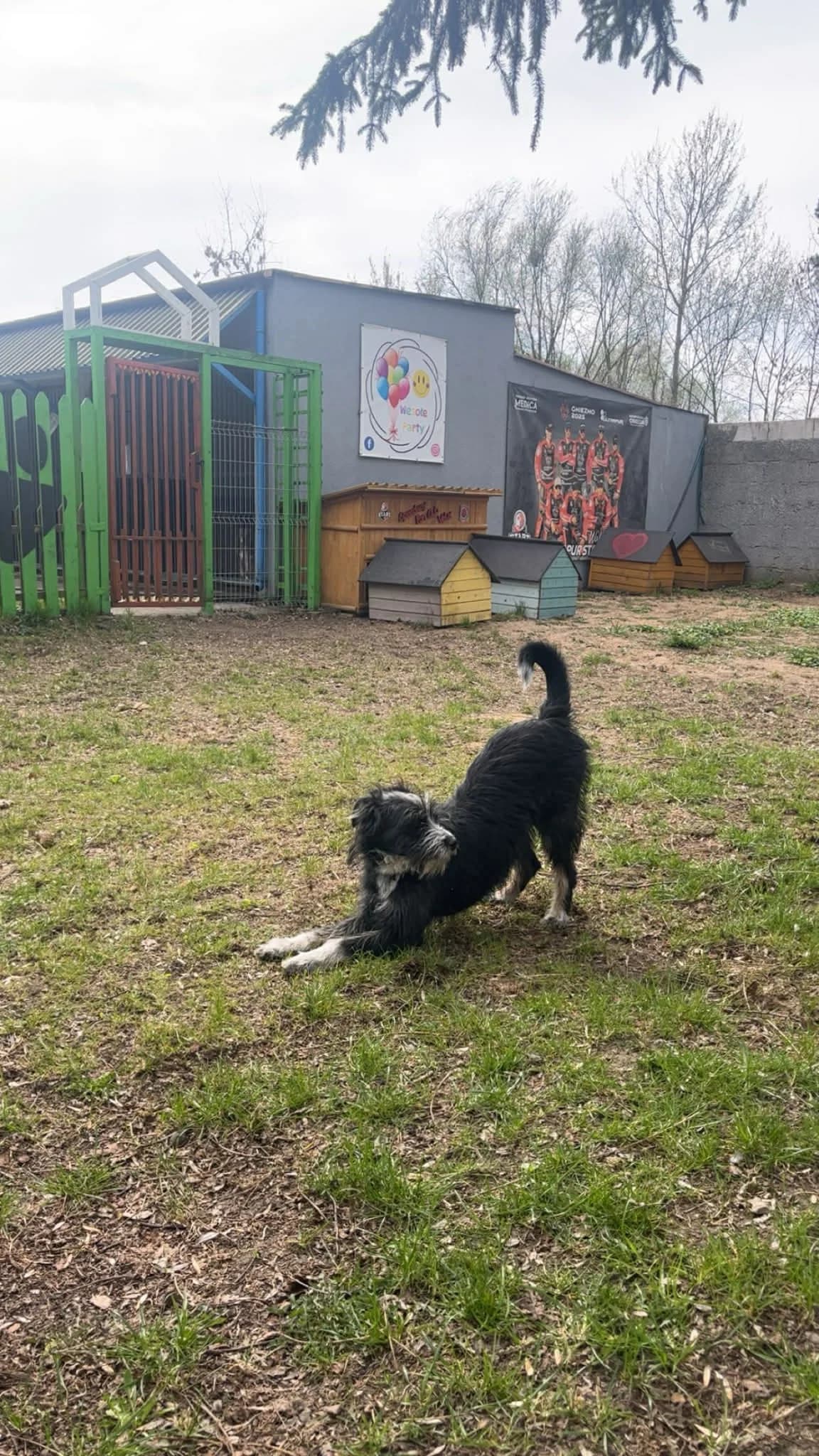 MORUS, Mixed Breed (Schronisko dla Zwierząt w Gnieźnie)