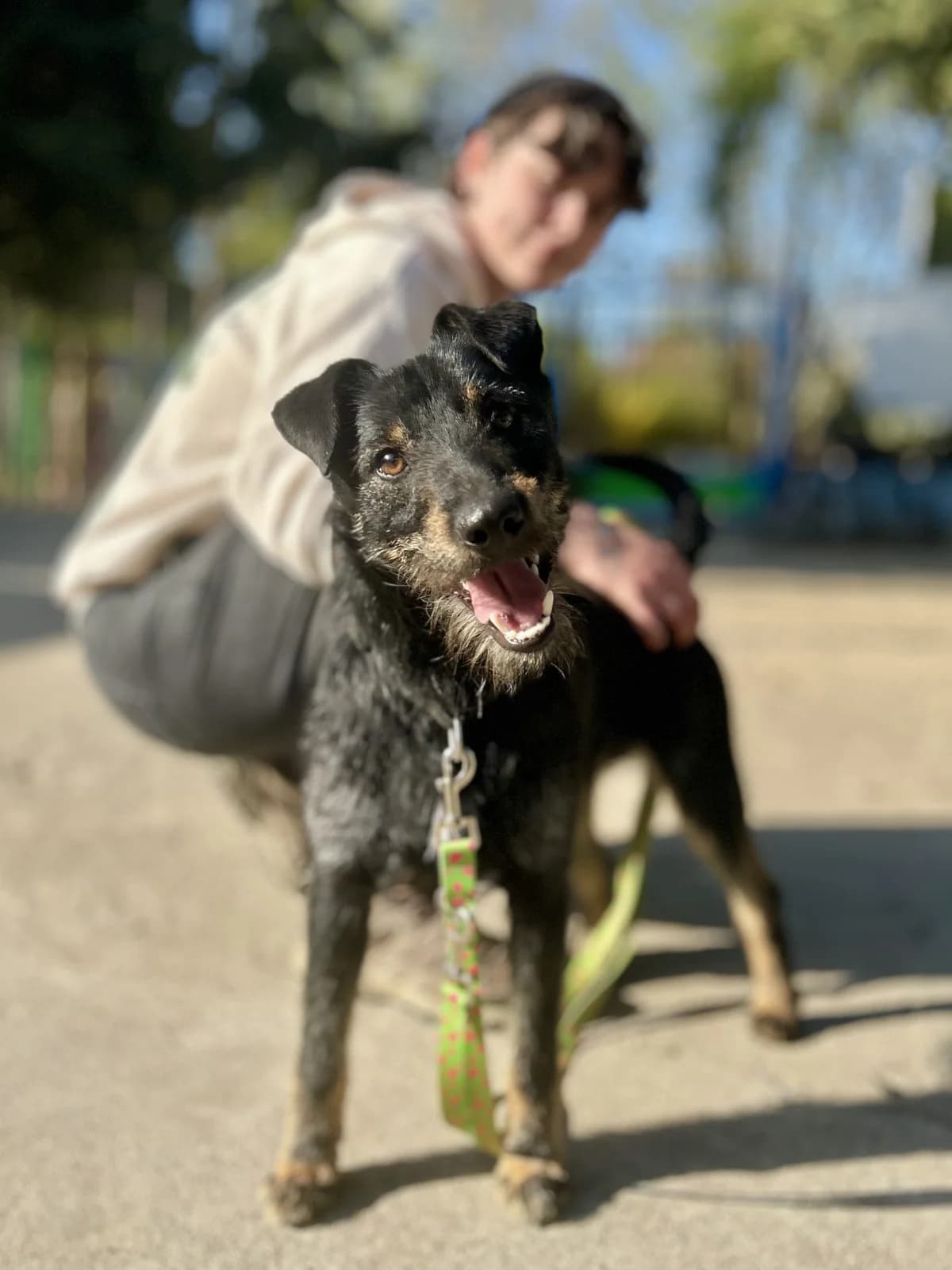 BRUNO, Mixed Breed (Schronisko dla Zwierząt w Gnieźnie)