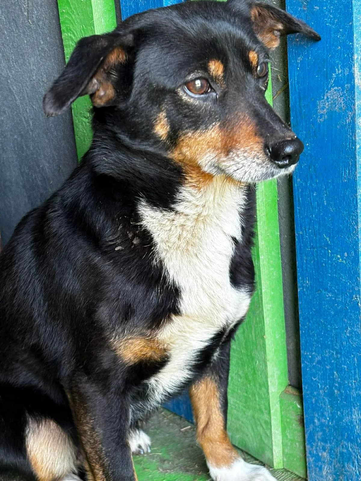 TULISIA, Mixed Breed (Schronisko dla Zwierząt w Gnieźnie)