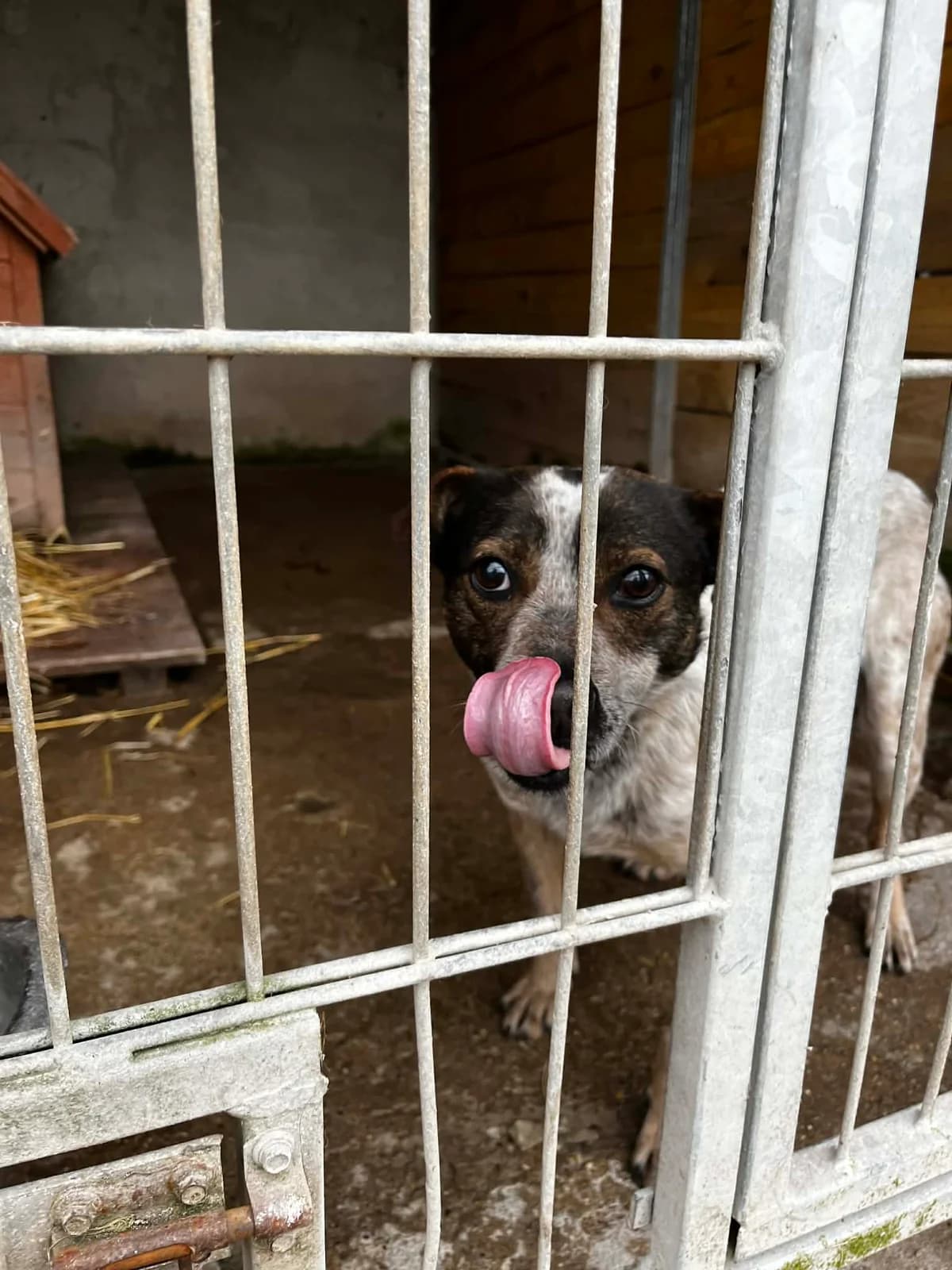 TADZIK, Mixed Breed (Schronisko dla Zwierząt w Gnieźnie)
