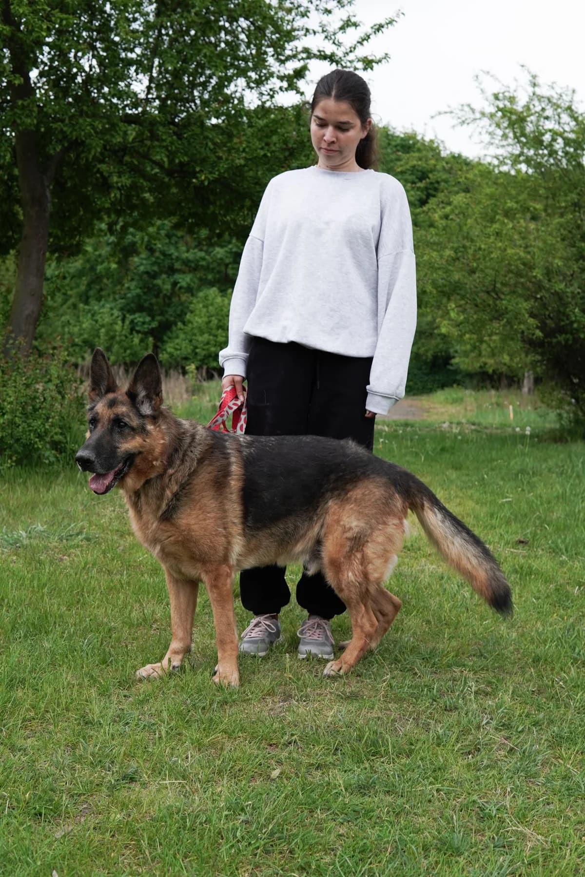 ORTON, Mixed Breed (Schronisko dla Zwierząt w Gnieźnie)
