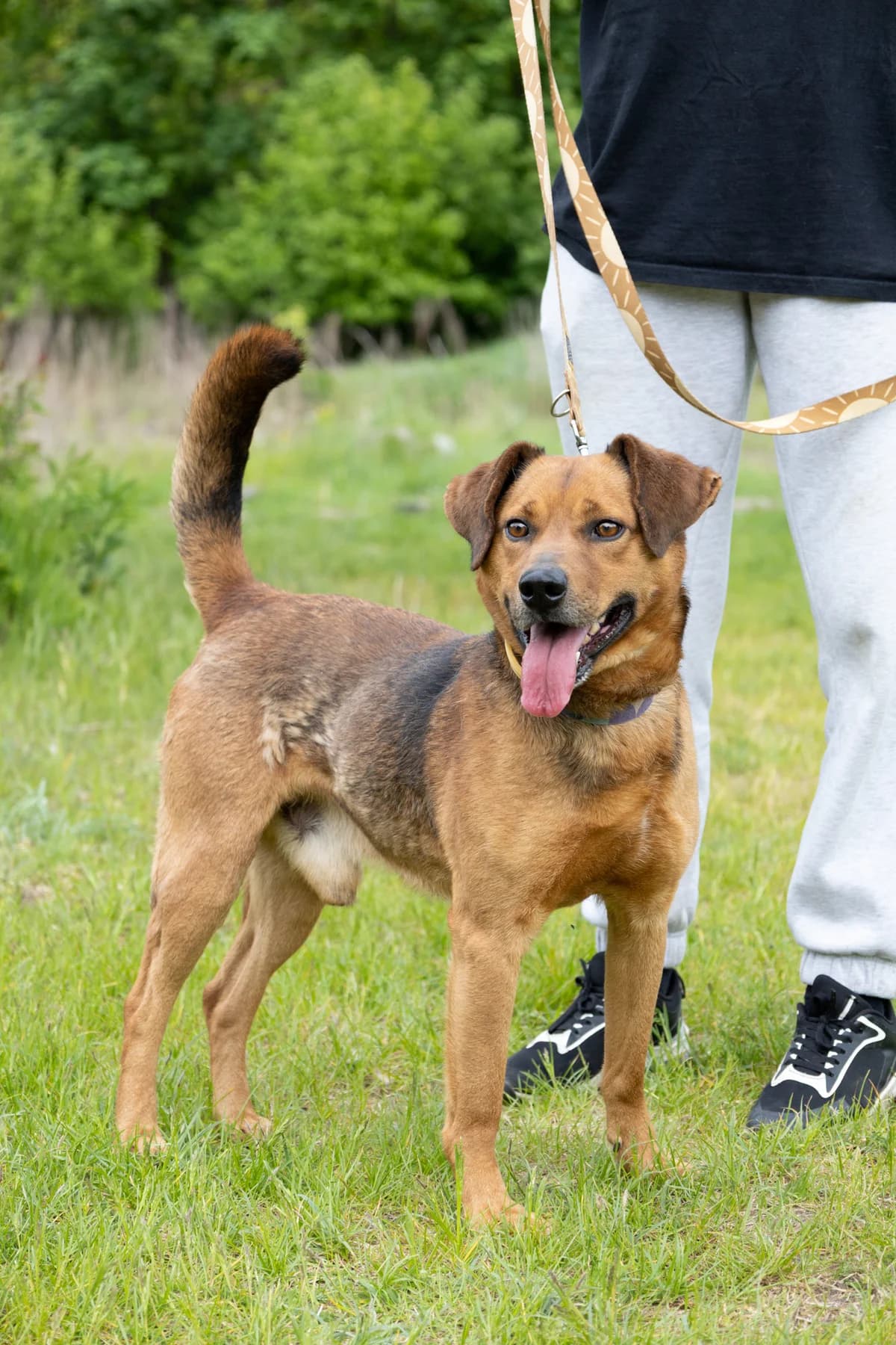MAKS, Mixed Breed (Schronisko dla Zwierząt w Gnieźnie)
