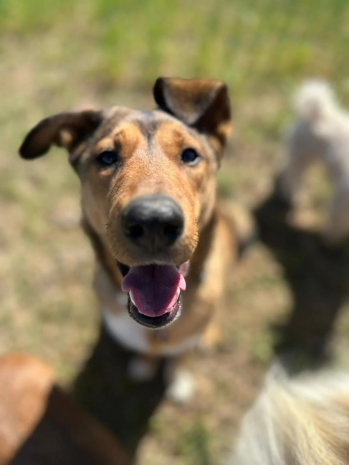 SONIA, Mixed Breed (Schronisko dla Zwierząt w Gnieźnie)
