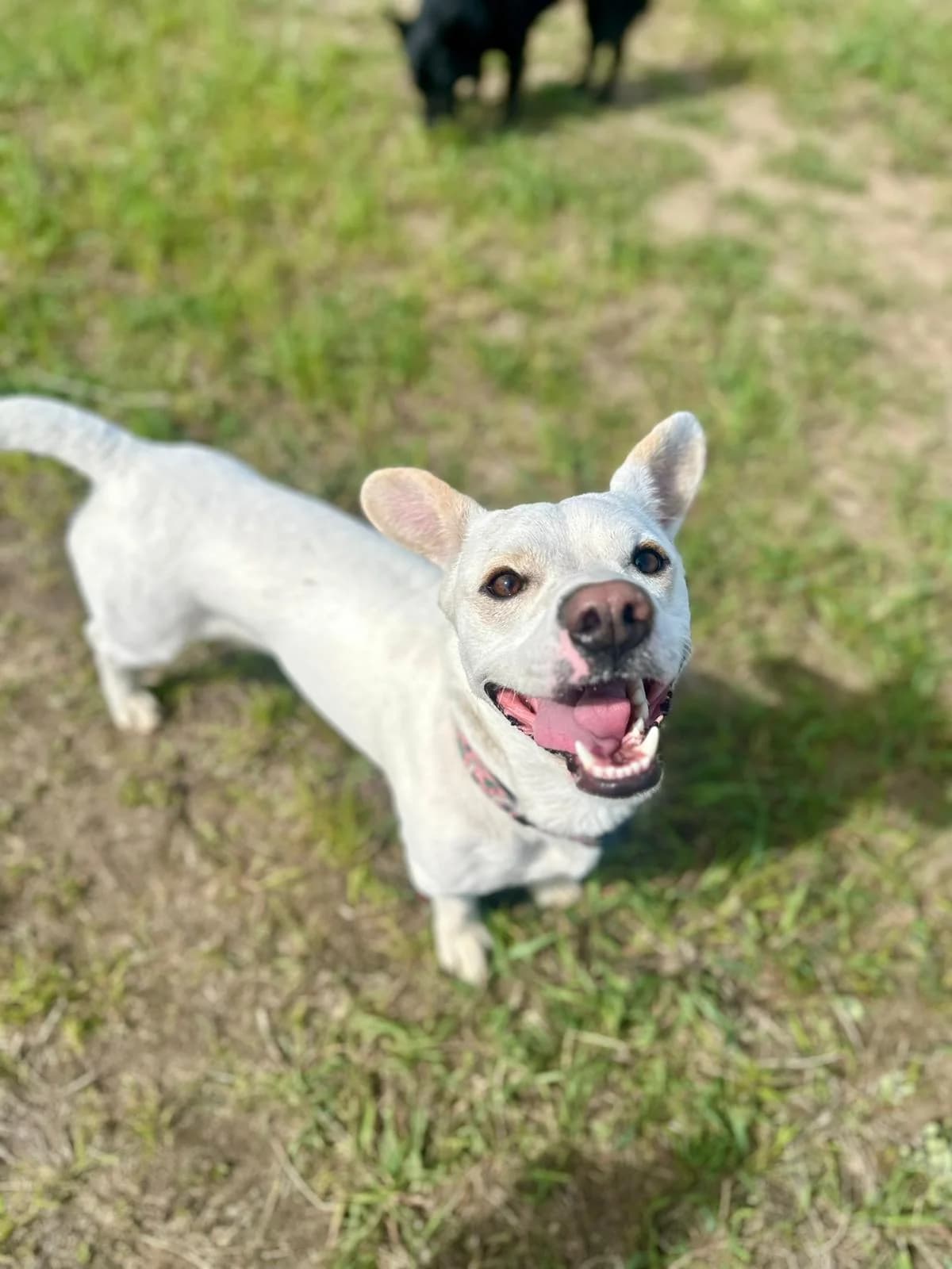 IKSIU, Mixed Breed (Schronisko dla Zwierząt w Gnieźnie)
