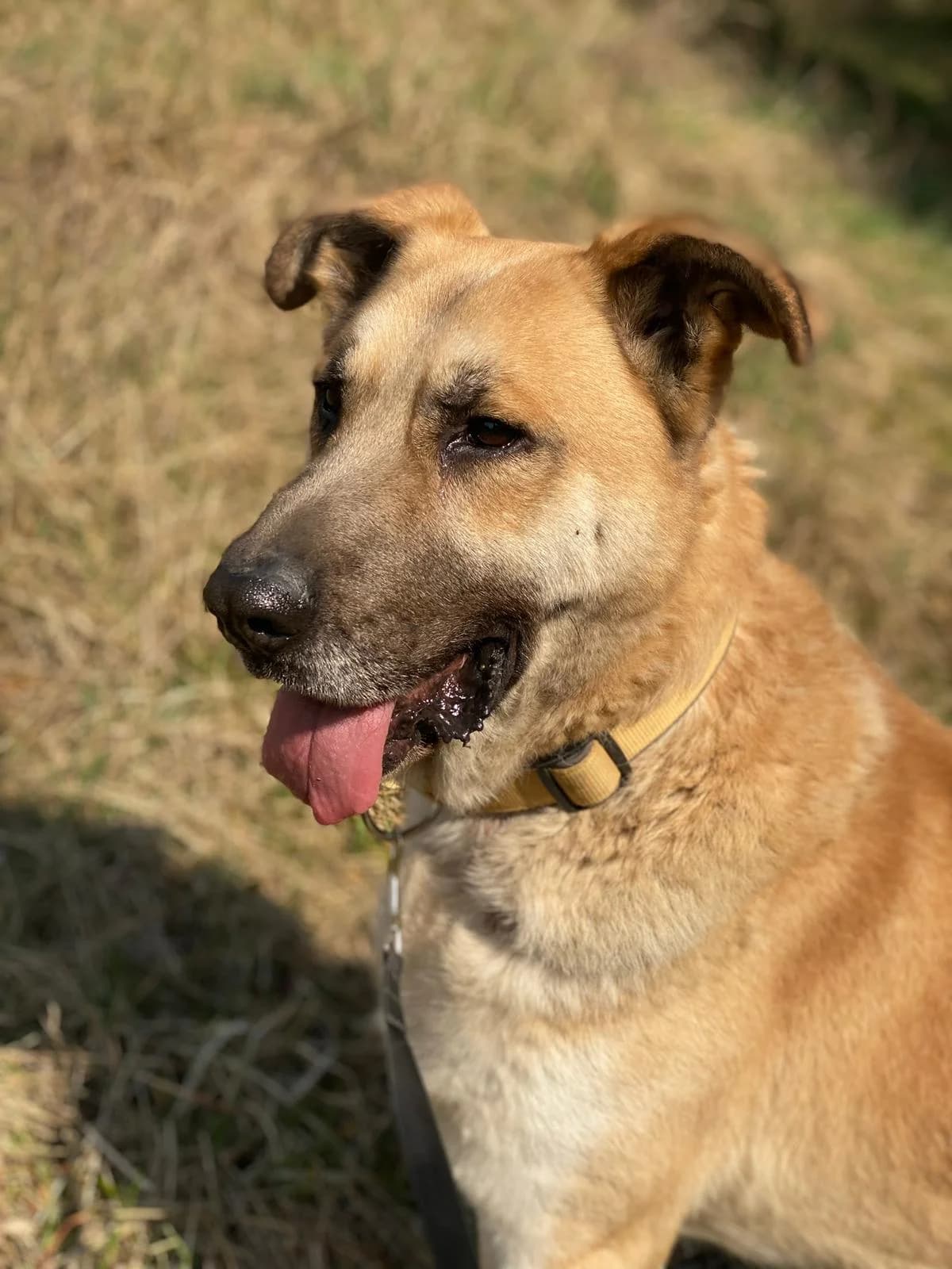 HOMER, Mixed Breed (Schronisko dla Zwierząt w Gnieźnie)
