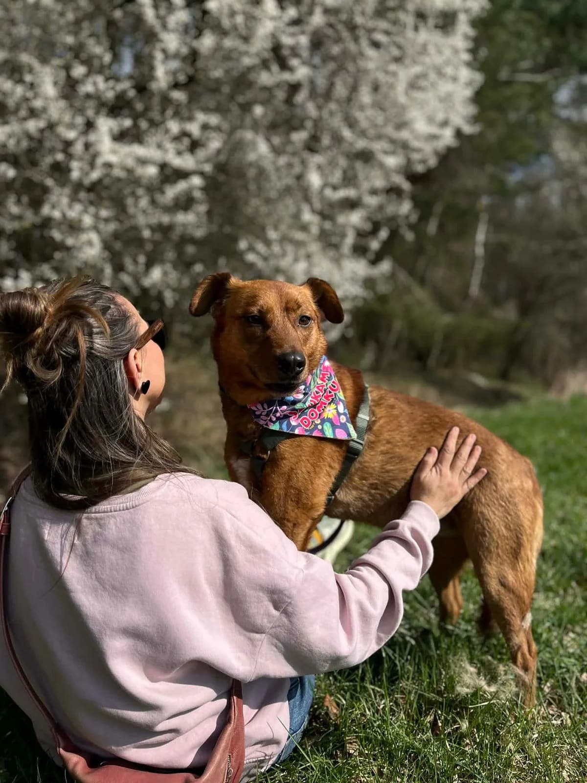 DINO, Mixed Breed (Schronisko dla Zwierząt w Gnieźnie)