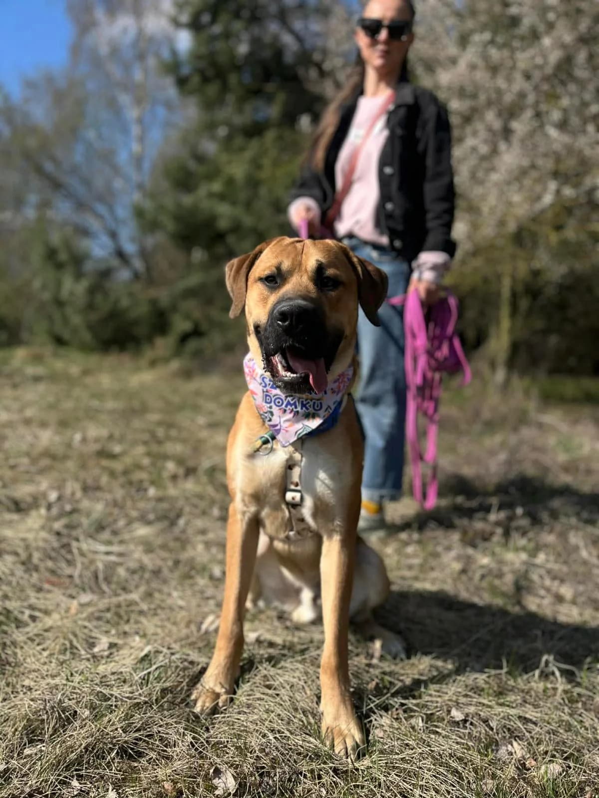 ATOS, Mixed Breed (Schronisko dla Zwierząt w Gnieźnie)