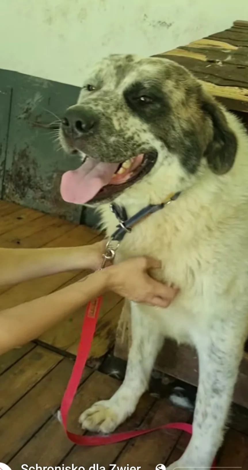 MICHU,  Mixed Breed for adoption at Schronisko dla Zwierząt w Gnieźnie, Gniezno