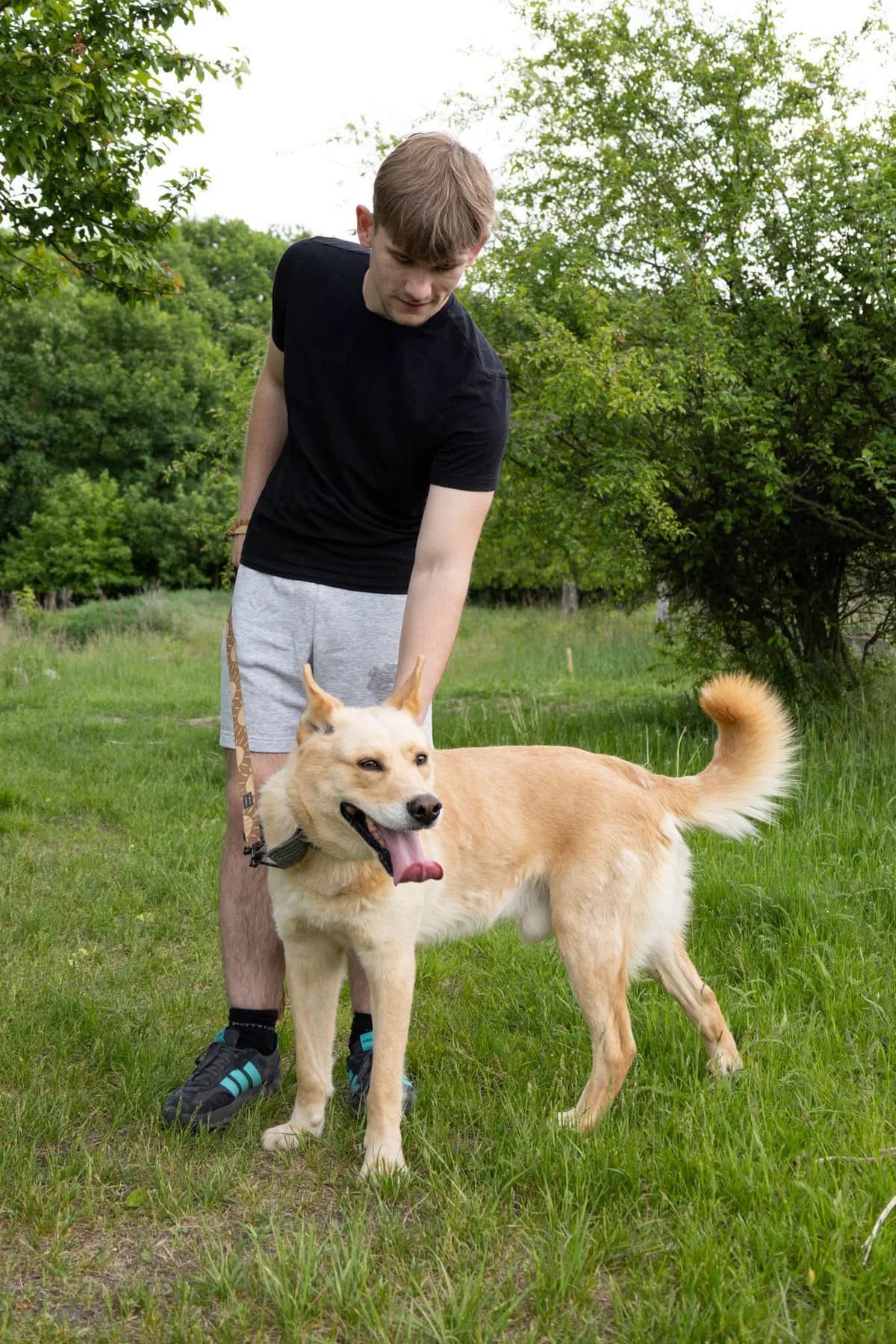 LEVAN,  Mixed Breed for adoption at Schronisko dla Zwierząt w Gnieźnie, Gniezno