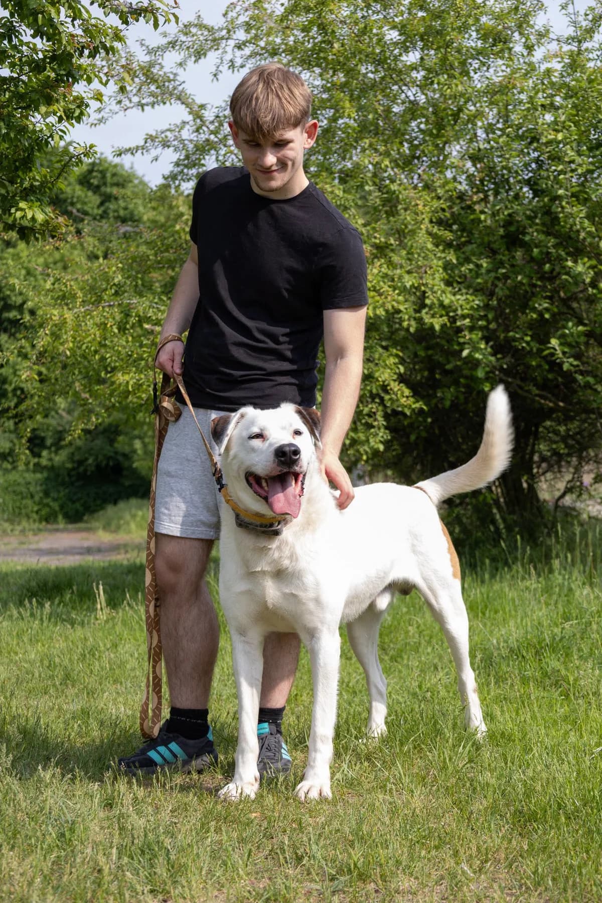 ZURAB,  Mixed Breed for adoption at Schronisko dla Zwierząt w Gnieźnie, Gniezno