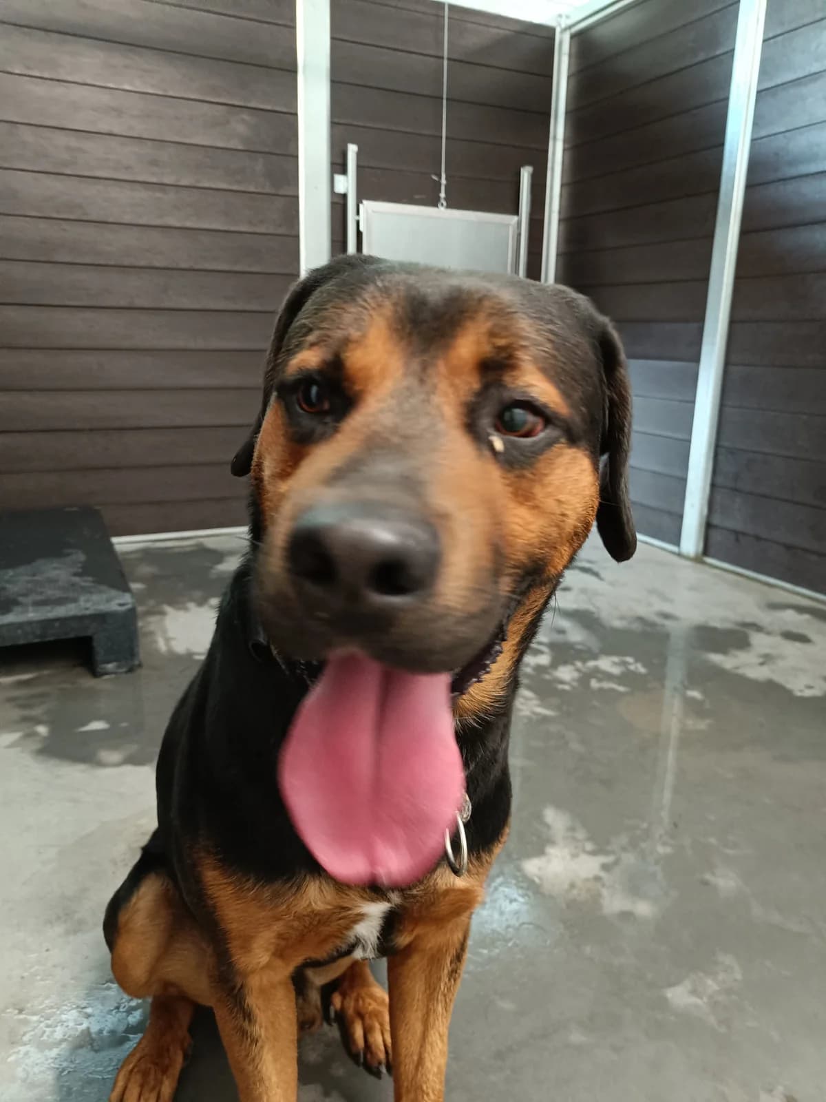 RAMZES, Mixed Breed (Schronisko dla Zwierząt w Gnieźnie)