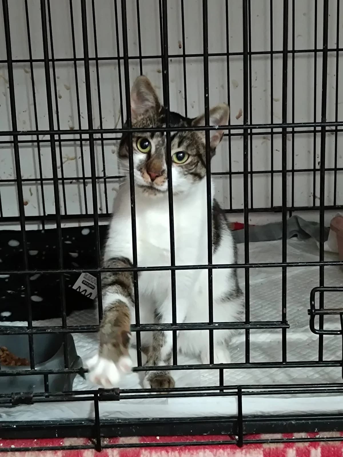 SWEETIE, Mixed Breed for adoption at Schronisko dla Zwierząt w Gnieźnie, Gniezno