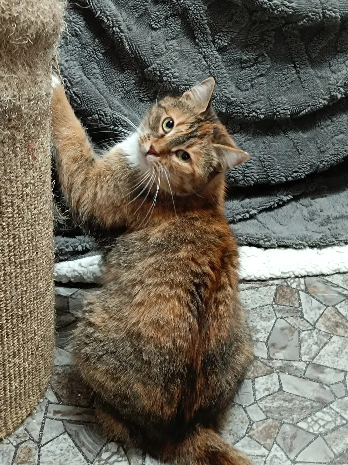 MAMI,  Mixed Breed for adoption at Schronisko dla Zwierząt w Gnieźnie, Gniezno
