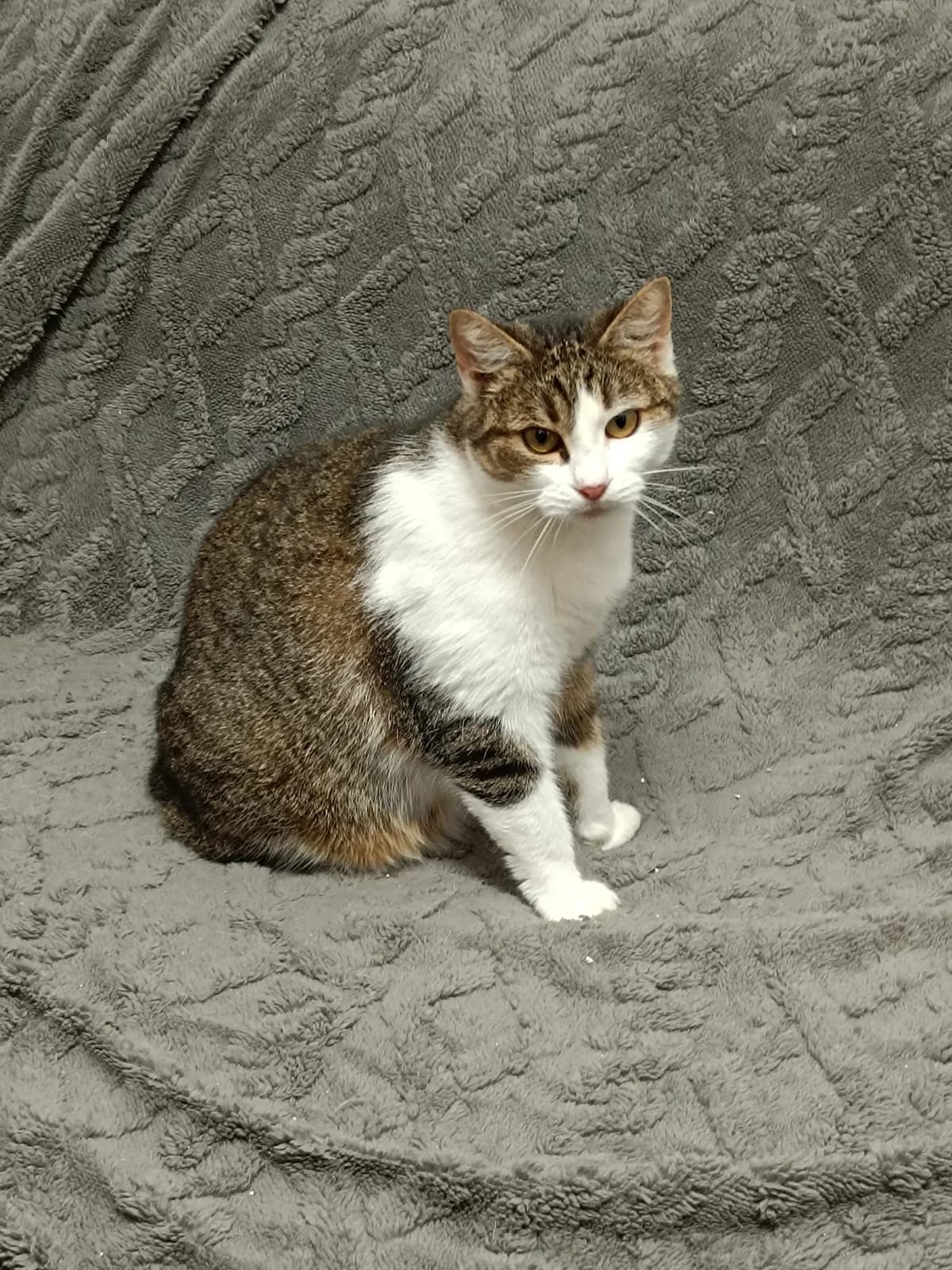 DALIA,  Mixed Breed for adoption at Schronisko dla Zwierząt w Gnieźnie, Gniezno