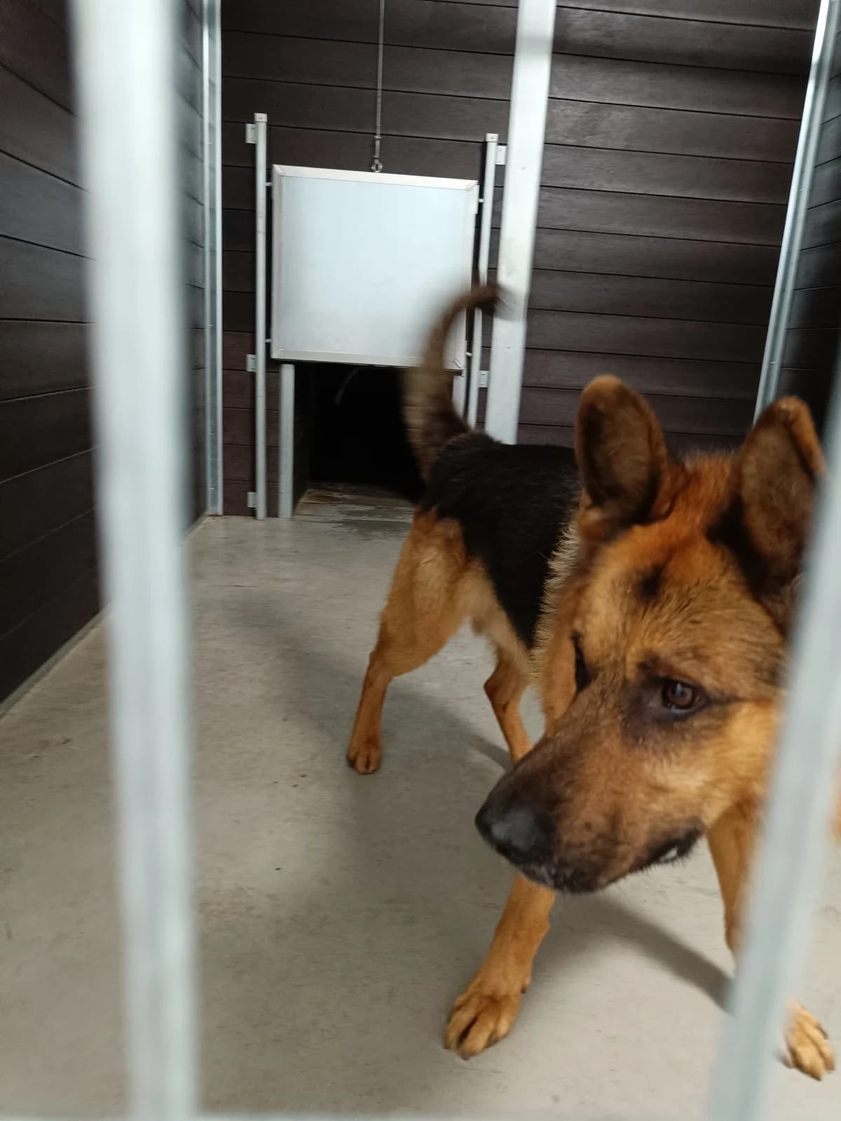 NERON,  Mixed Breed for adoption at Schronisko dla Zwierząt w Gnieźnie, Gniezno