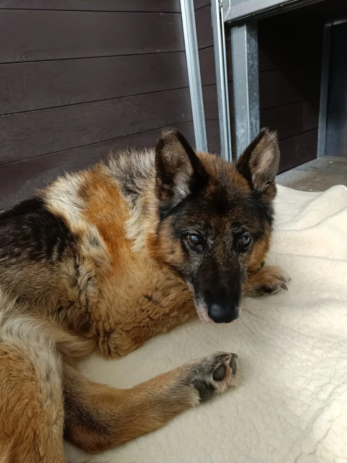 FOREST,  Mixed Breed for adoption at Schronisko dla Zwierząt w Gnieźnie, Gniezno