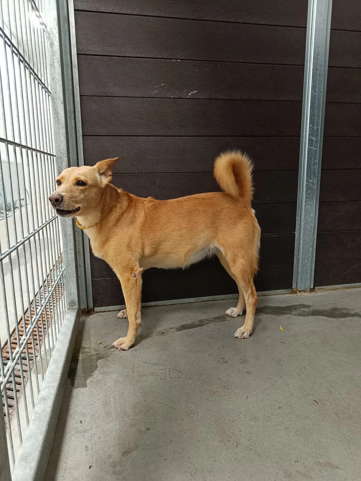 DAISY,  Mixed Breed for adoption at Schronisko dla Zwierząt w Gnieźnie, Gniezno
