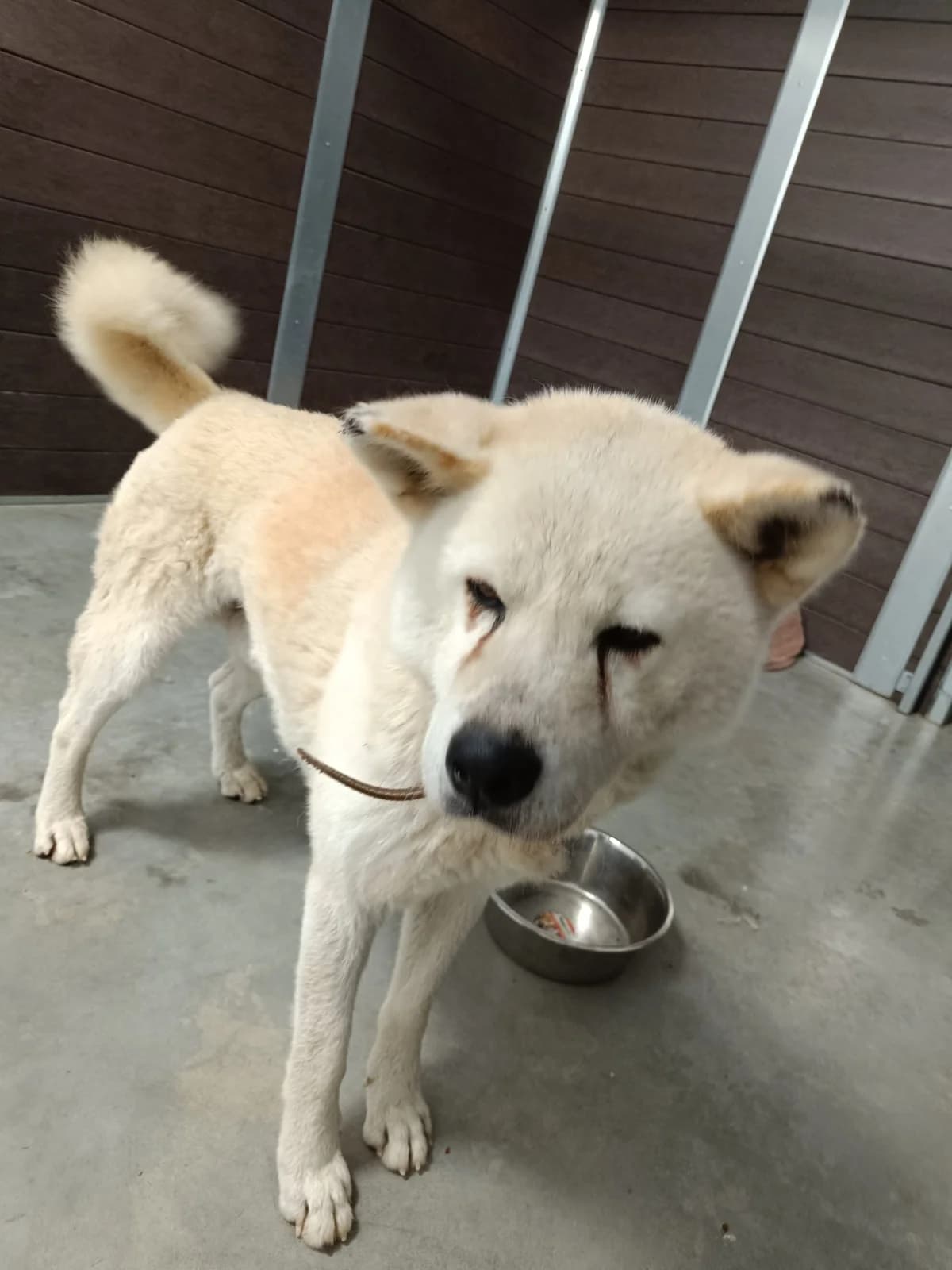 AKI,  Mixed Breed for adoption at Schronisko dla Zwierząt w Gnieźnie, Gniezno