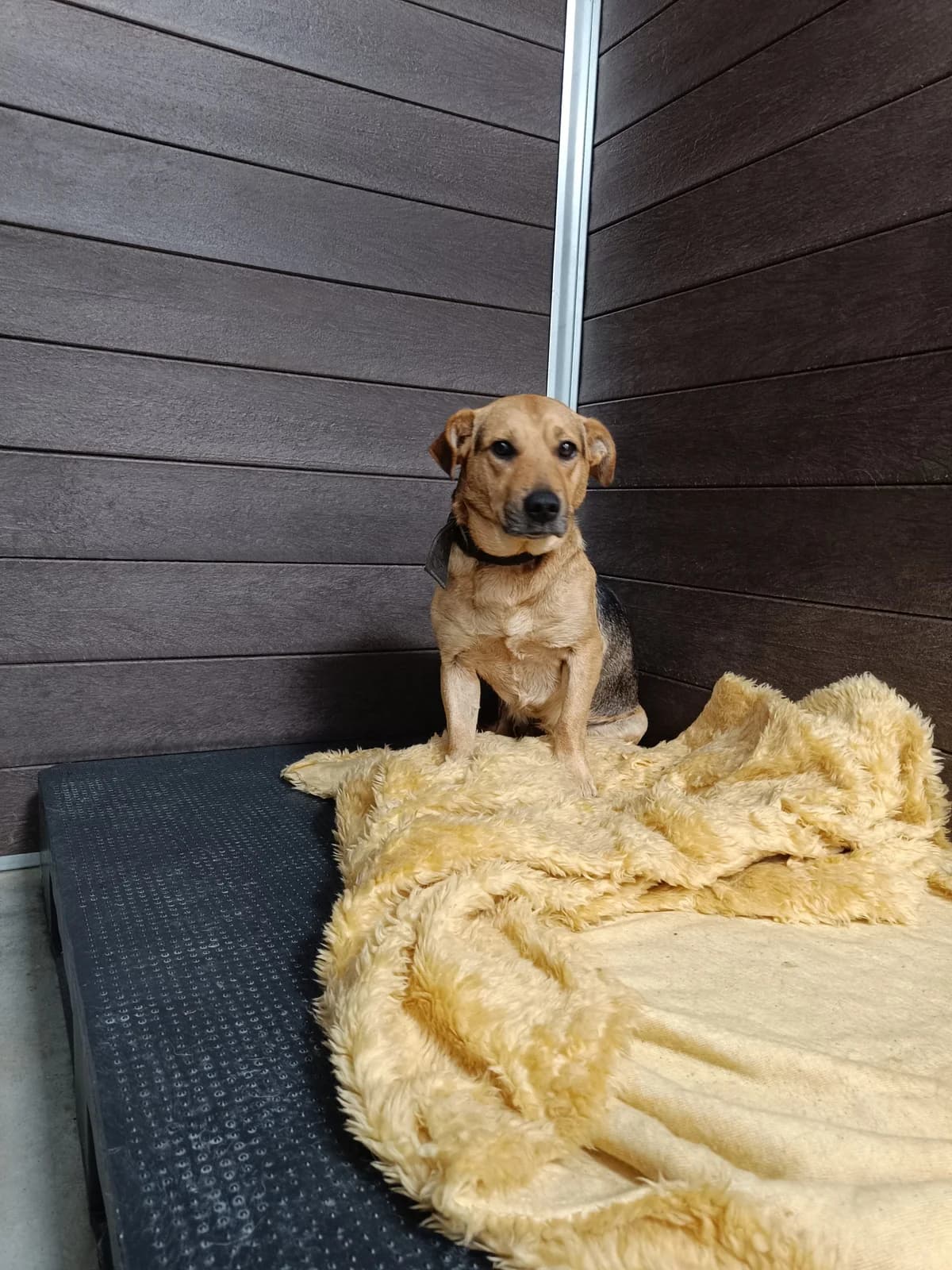 JOSZKO,  Mixed Breed for adoption at Schronisko dla Zwierząt w Gnieźnie, Gniezno