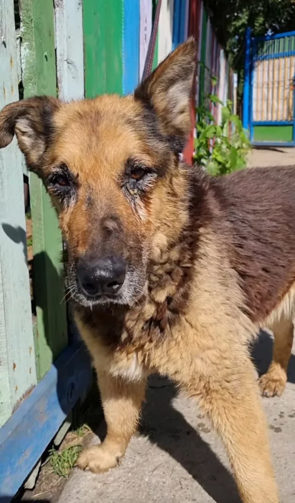 LUCYNKA, male Mixed Breed for adoption at Schronisko dla Zwierząt w Gnieźnie, Gniezno