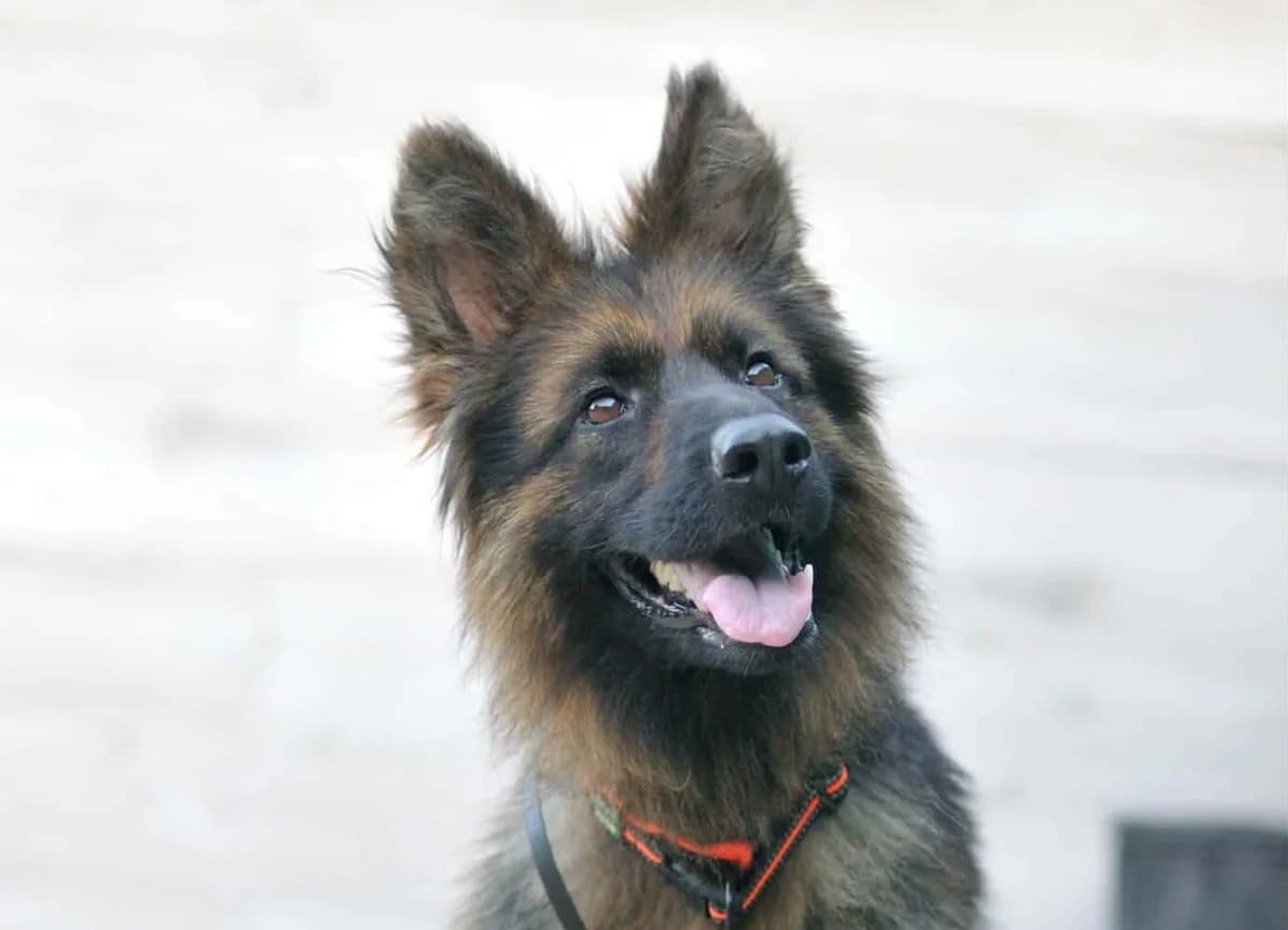 Alma, female 5yo Mixed Breed for adoption at Schronisko dla Zwierząt w Józefowie, Józefów