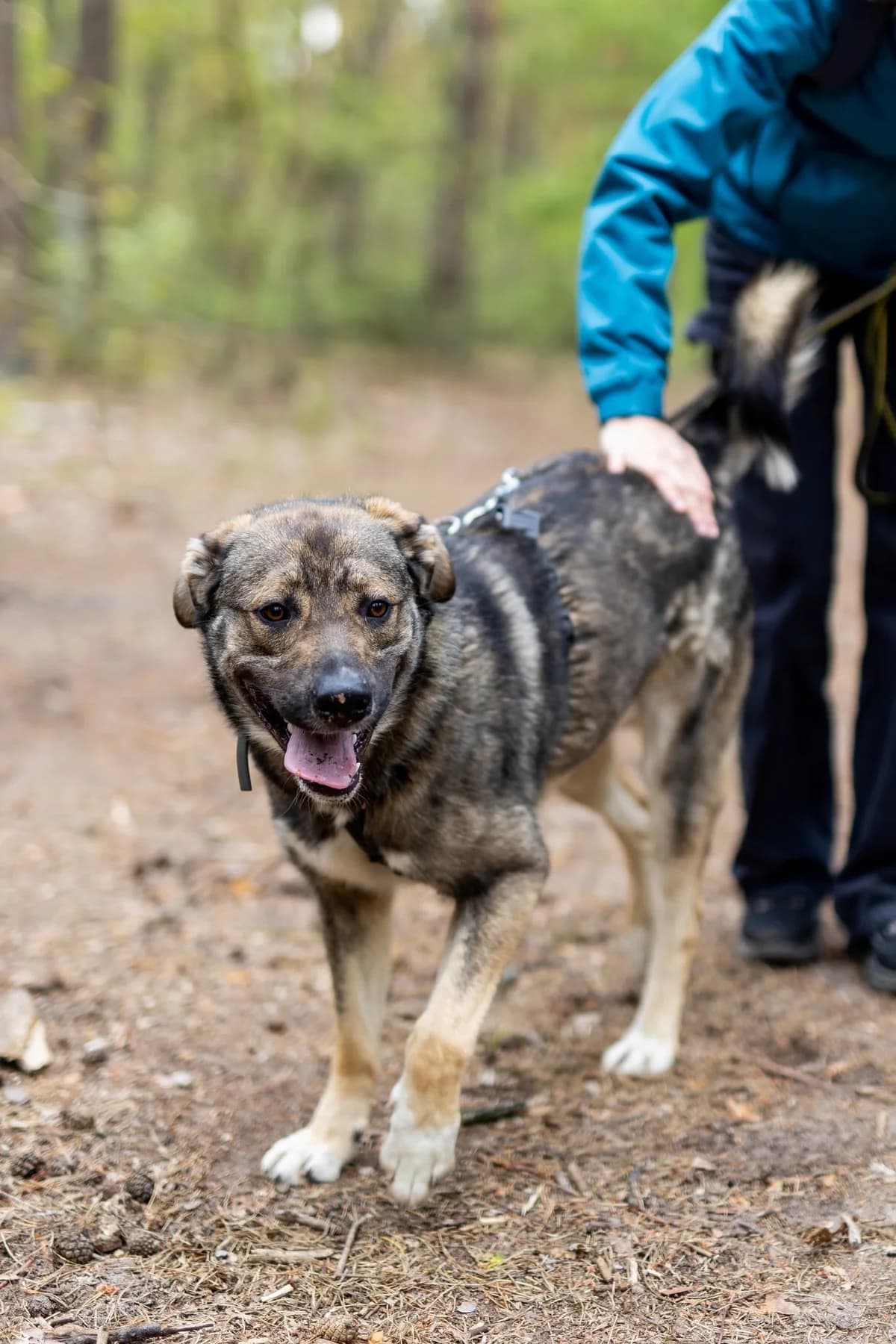 Aro, male 5yo Mixed Breed for adoption at Schronisko dla Zwierząt w Józefowie, Józefów