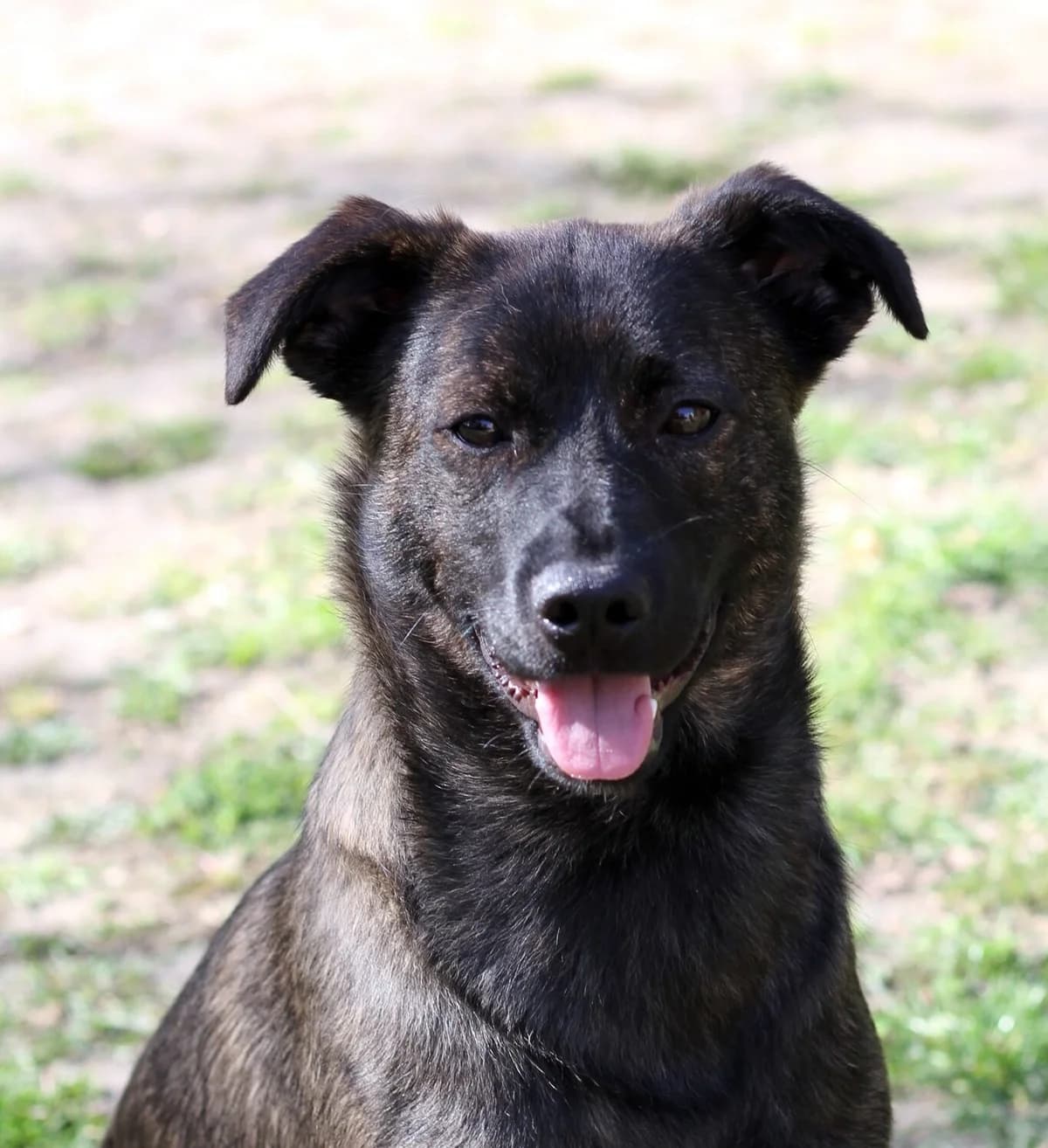Bajer, male young Mixed Breed for adoption at Schronisko dla Zwierząt w Józefowie, Józefów