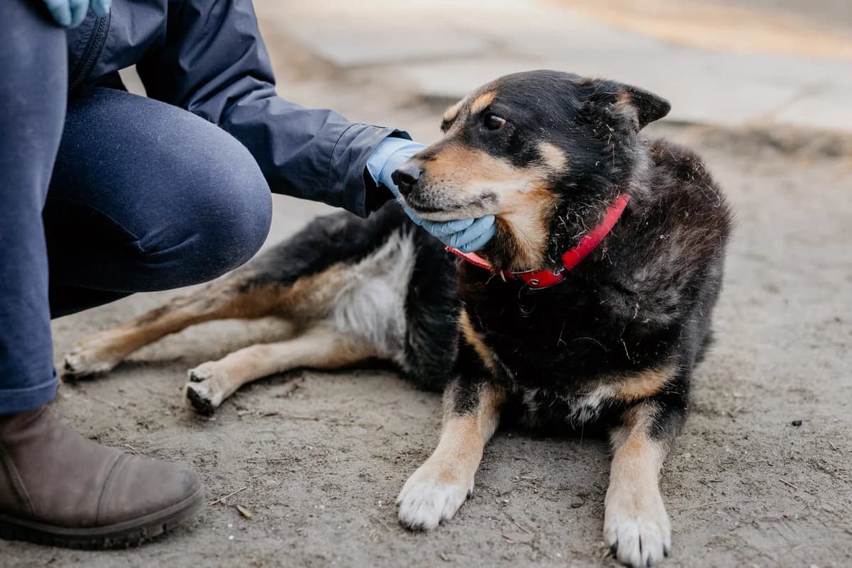 Berta, female senior Mixed Breed for adoption at Schronisko dla Zwierząt w Józefowie, Józefów