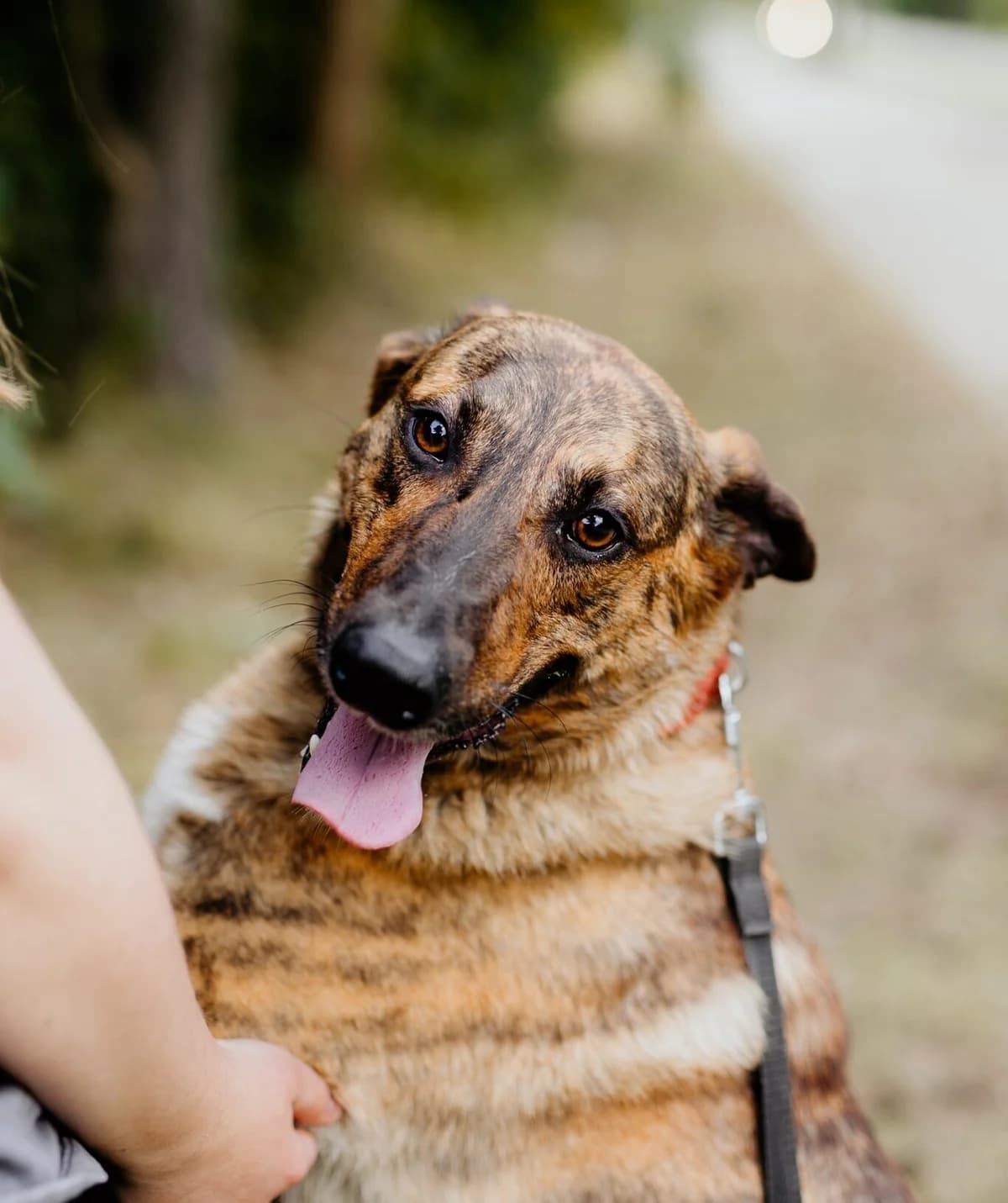 Bodzio, male 5yo Mixed Breed for adoption at Schronisko dla Zwierząt w Józefowie, Józefów