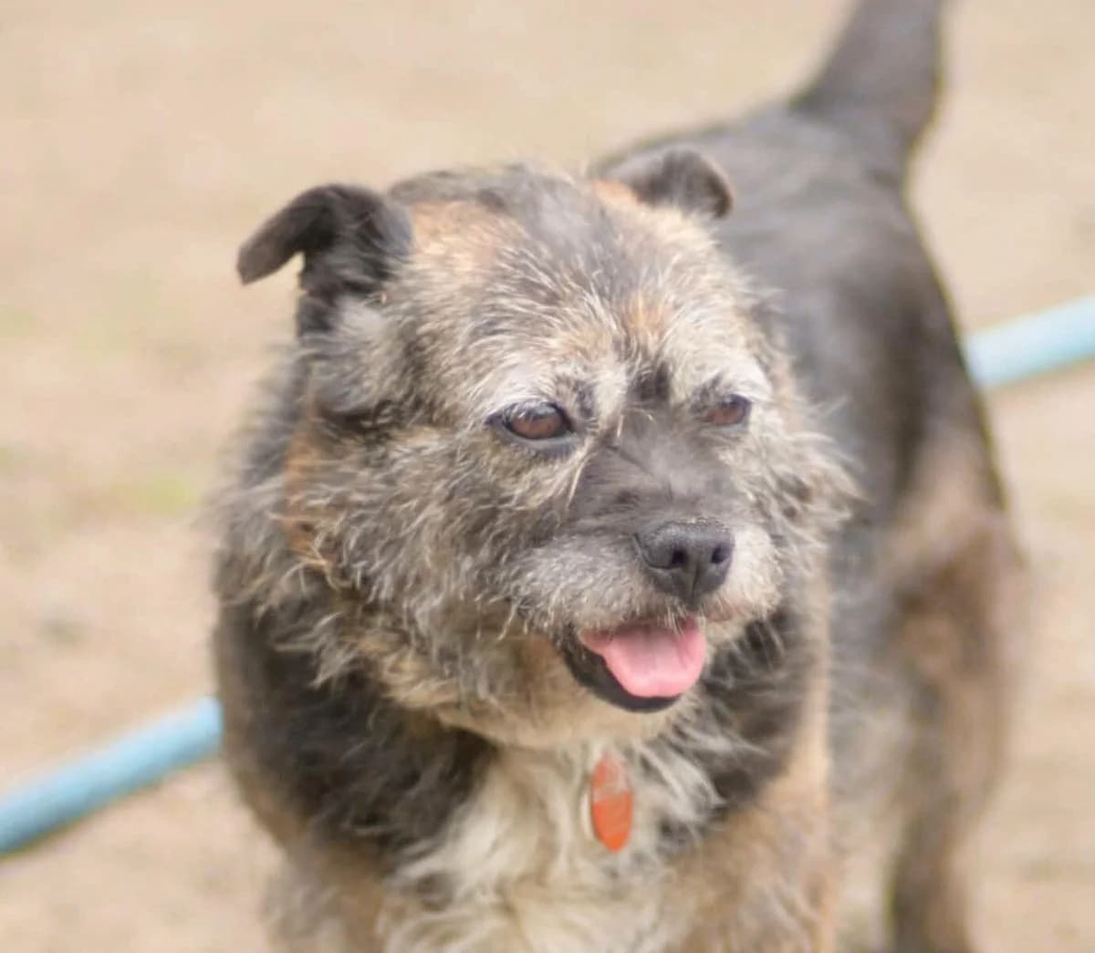 Cyganka, female senior Mixed Breed for adoption at Schronisko dla Zwierząt w Józefowie, Józefów